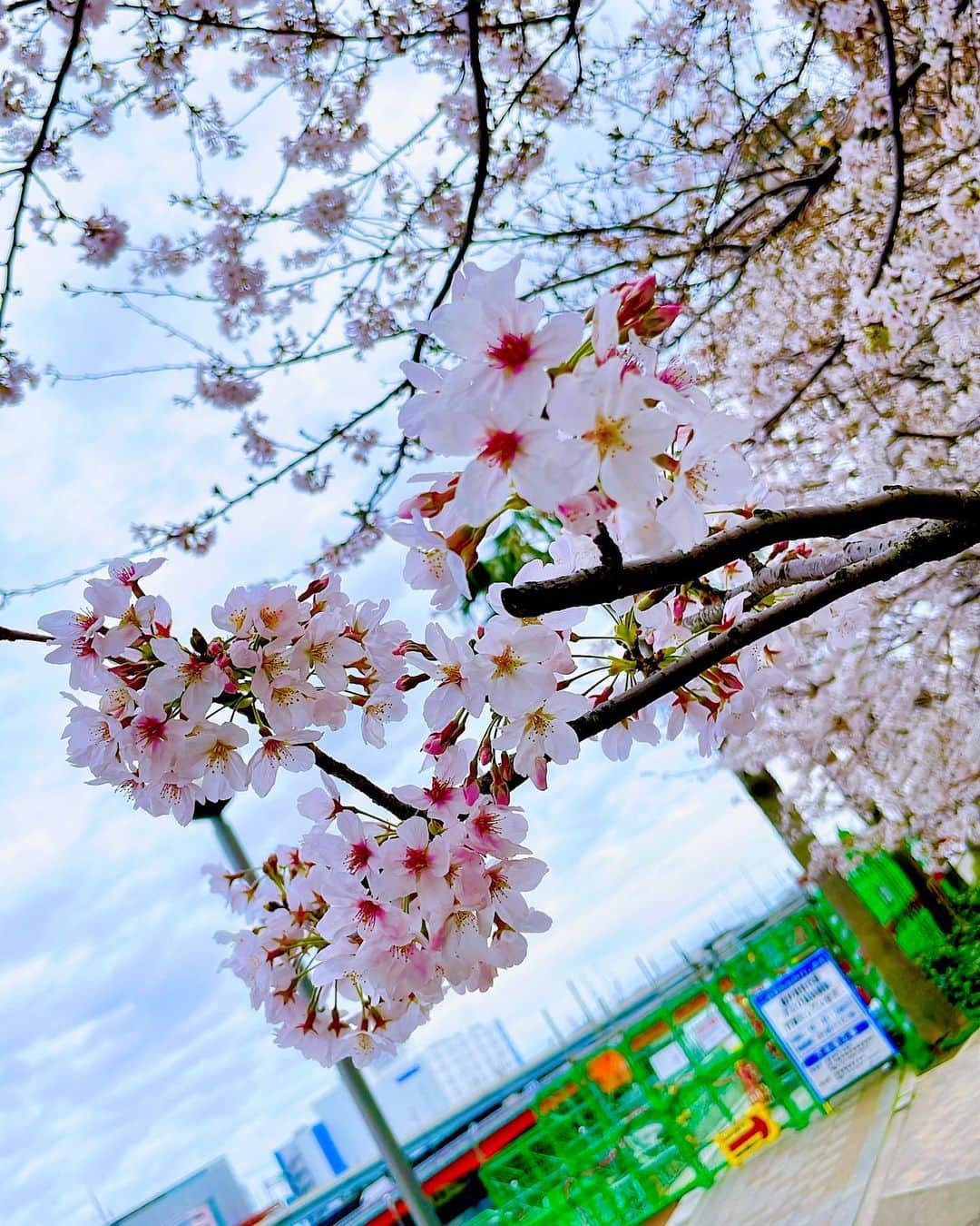 北原里英さんのインスタグラム写真 - (北原里英Instagram)「桜とカフェとお花見🌸」4月1日 19時39分 - rie_kitahara_3