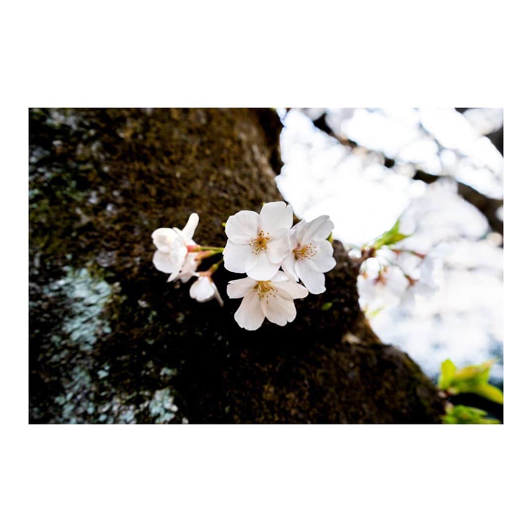 丸山未沙希さんのインスタグラム写真 - (丸山未沙希Instagram)「. 先日ふらりと代々木公園へ 曇り空のなかのお花見。  レジャーシートを敷いて楽しんでる賑やかな中を 夫とゆっくりと歩いてまわりました。  3つ子ちゃんみたいな桜 ぼんぼりみたいに浮いてる桜もかわいいし 離れた時の一面のピンクも なんとも桜だなあと納得させられる。  帰り際スタスタ歩いてたのに ソフトクリームののぼりだかソフトクリームを食べてる人を見てだか、ふたりしてビタァっと足が止まって真っ直ぐ売店に向かったのが面白かったです。  さくら味のソフトクリーム。 おいしかった。  久しぶりの お花見らしい、お花見！  まだ写真あるので しばらくは桜の写真載せていきます。  #4月 #新年度 #はじまり #お花見 #桜 #さくら #sakura #春 #あたたかい #vs花粉症 #散歩 #代々木公園 #歩く #ソフトクリーム #デジタル一眼 #一眼レフ #カメラ #写真 #単焦点レンズ #写真初心者 #カメラ初心者 #写真勉強中 #camera #Photo #photo_jpn #日常写真 #日々の写真 #日々のこと #写真日記」4月1日 19時55分 - mii_mrym