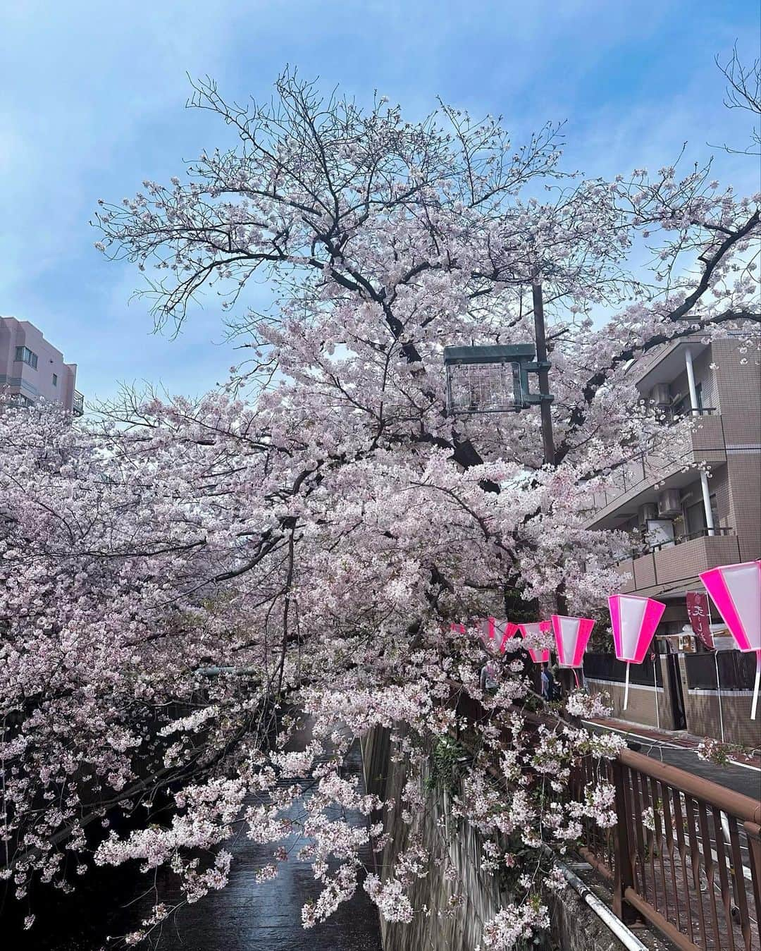 水野佐彩さんのインスタグラム写真 - (水野佐彩Instagram)「・ 🌸🌸🌸🌸🌸 #きょうのわたちたち👩‍👧   👧🏽 @zarakids @marlmarl_tokyo  👩🏼‍🦰 @m_maglie_le_cassetto_official   自由にお花見できることが とっても嬉しいね🌸💕  #中目黒 #目黒川 #桜 #🌸 #お花見 #中目黒桜まつり #目黒川桜並木」4月1日 19時55分 - saaya_mizuno