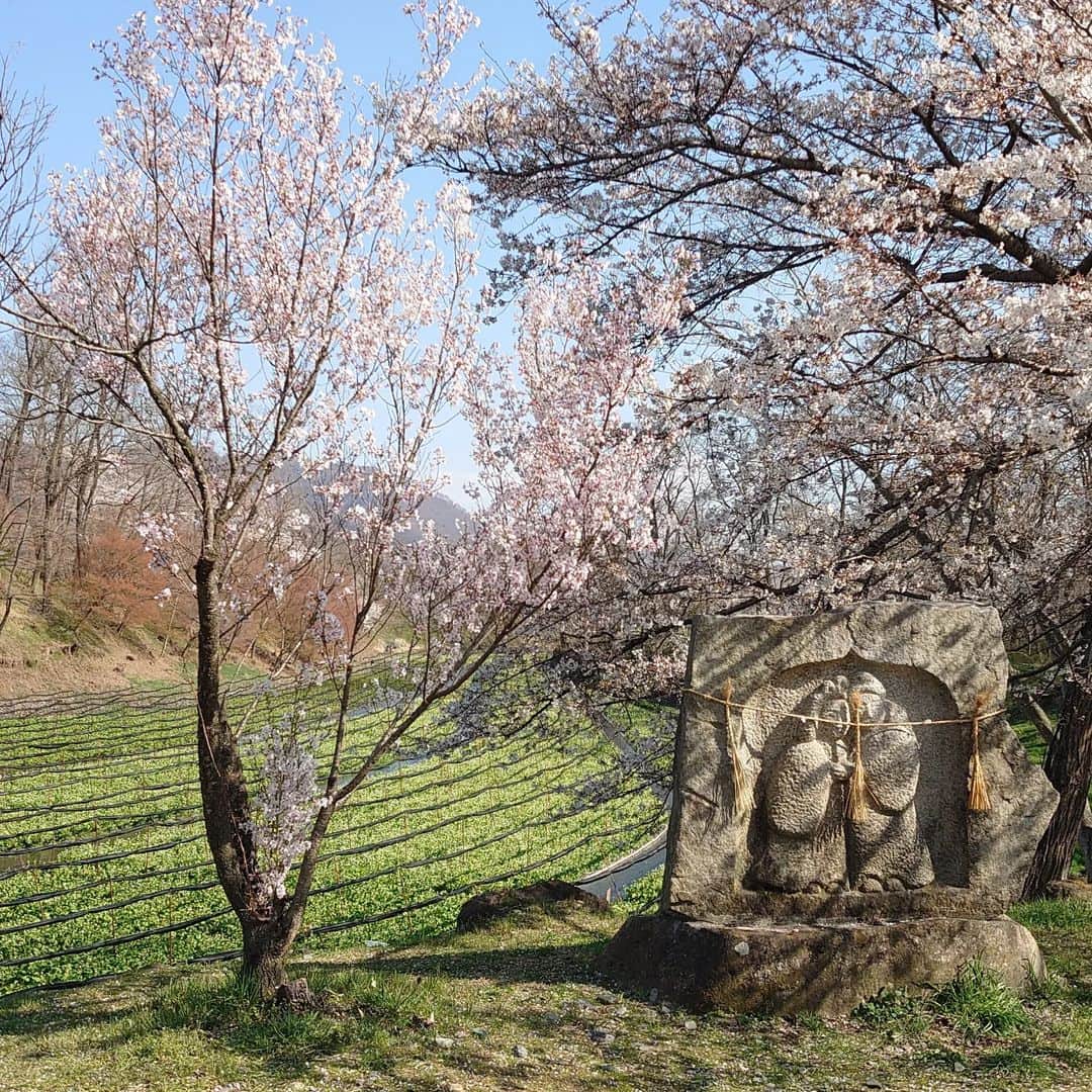 関陽樹さんのインスタグラム写真 - (関陽樹Instagram)「春のわさび田はいい画になります。 ロングは特に。 わさびの花は白く見頃を迎えました。 安曇野の観光シーズンは今が一番いいかも。  #わさび #わさび田 #ワサビ #ワサビ田 #長野県 #安曇野市  #大王わさび農場 #春 #花 #ロング #ミドル #アップ どれを #撮っても #良い  #画 になります」4月1日 19時49分 - seki_haruki1986