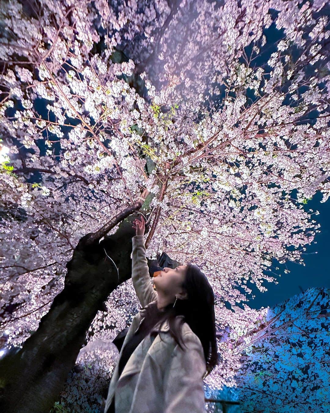 後藤郁さんのインスタグラム写真 - (後藤郁Instagram)「🌸  昨年は足首骨折の入院もあり、桜を堪能できなかったので、今年は軽やかなステップを踏みながら、都内屈指の桜の名所に行ってみた。  人混みが苦手で行ったことがなかったけど、やっぱり綺麗ね。  #夜桜」4月1日 19時49分 - kaoru_goto.official