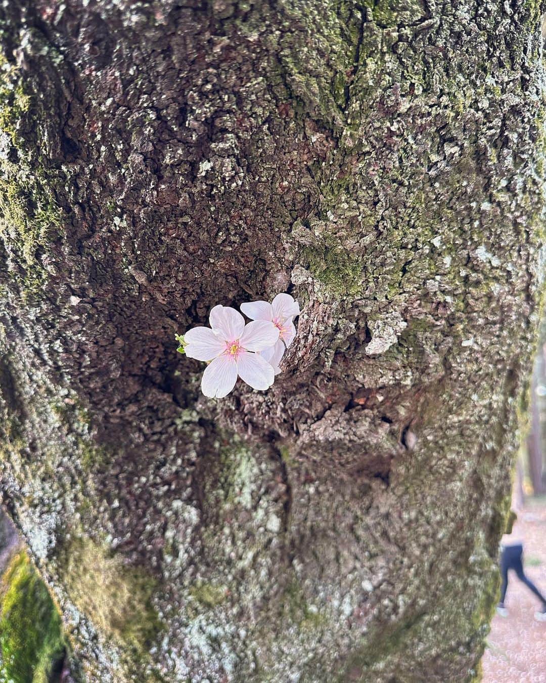 平崎里奈さんのインスタグラム写真 - (平崎里奈Instagram)「🌸🌸🌸 4月ですね🤭 今年はいっぱい桜見れました🌸」4月1日 19時54分 - hirasakirina