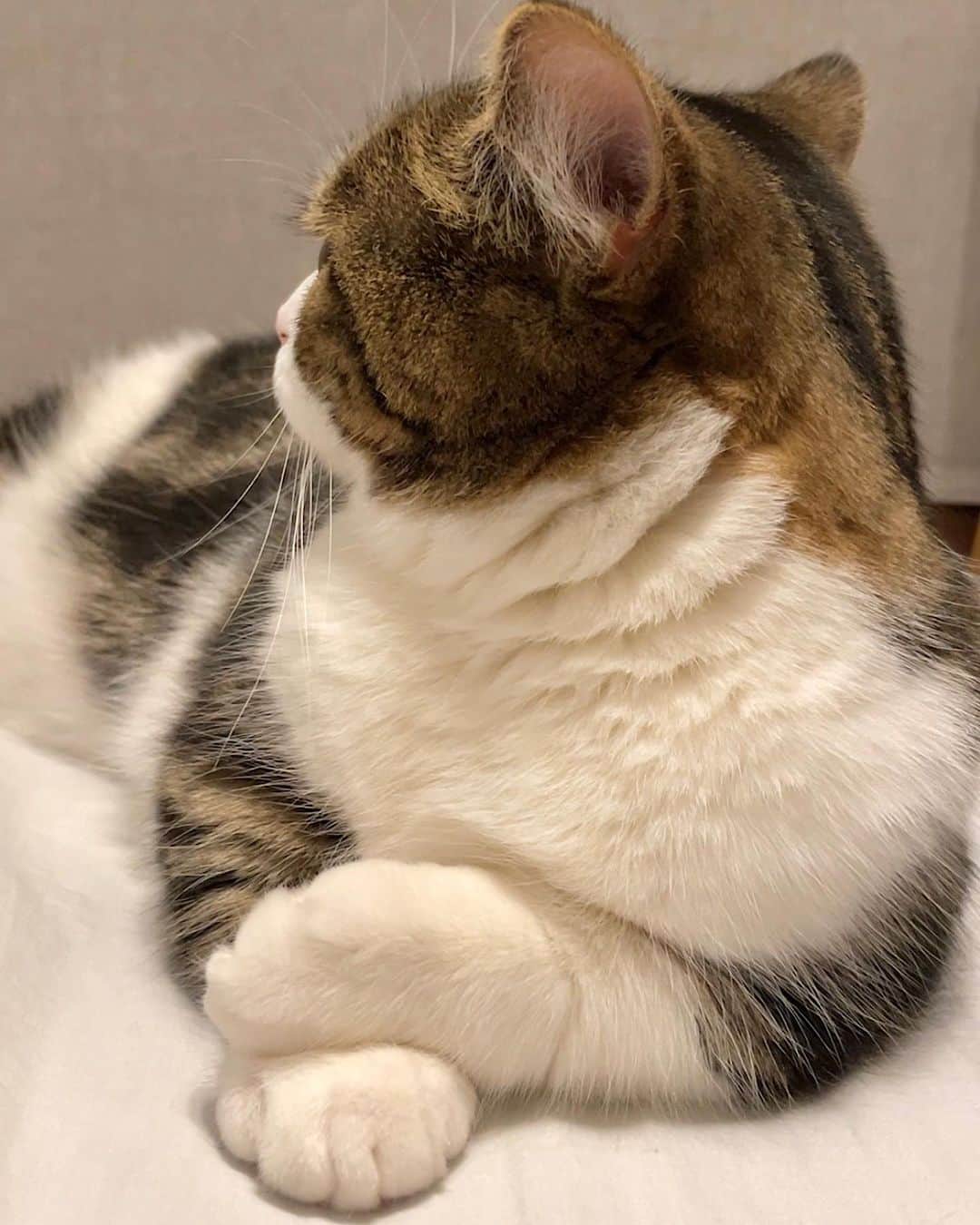 しずわらひなたさんのインスタグラム写真 - (しずわらひなたInstagram)「. 春のクリームパン祭り🥐 新作は最後の重ねクリームパンです🐾  Hinata . . . #マンチカン #マンチカン短足 #にゃんすたぐらむ #ねこすたぐらむ #猫のいる暮らし #고양이스타그램 #猫好きさんと繋がりたい #ペコねこ部 #猫 #cats #munchkin #catlife #cat #catstagram  #9gag #cats_of_instagram #catsofinstagram」4月1日 20時04分 - shizuku_and_warabi