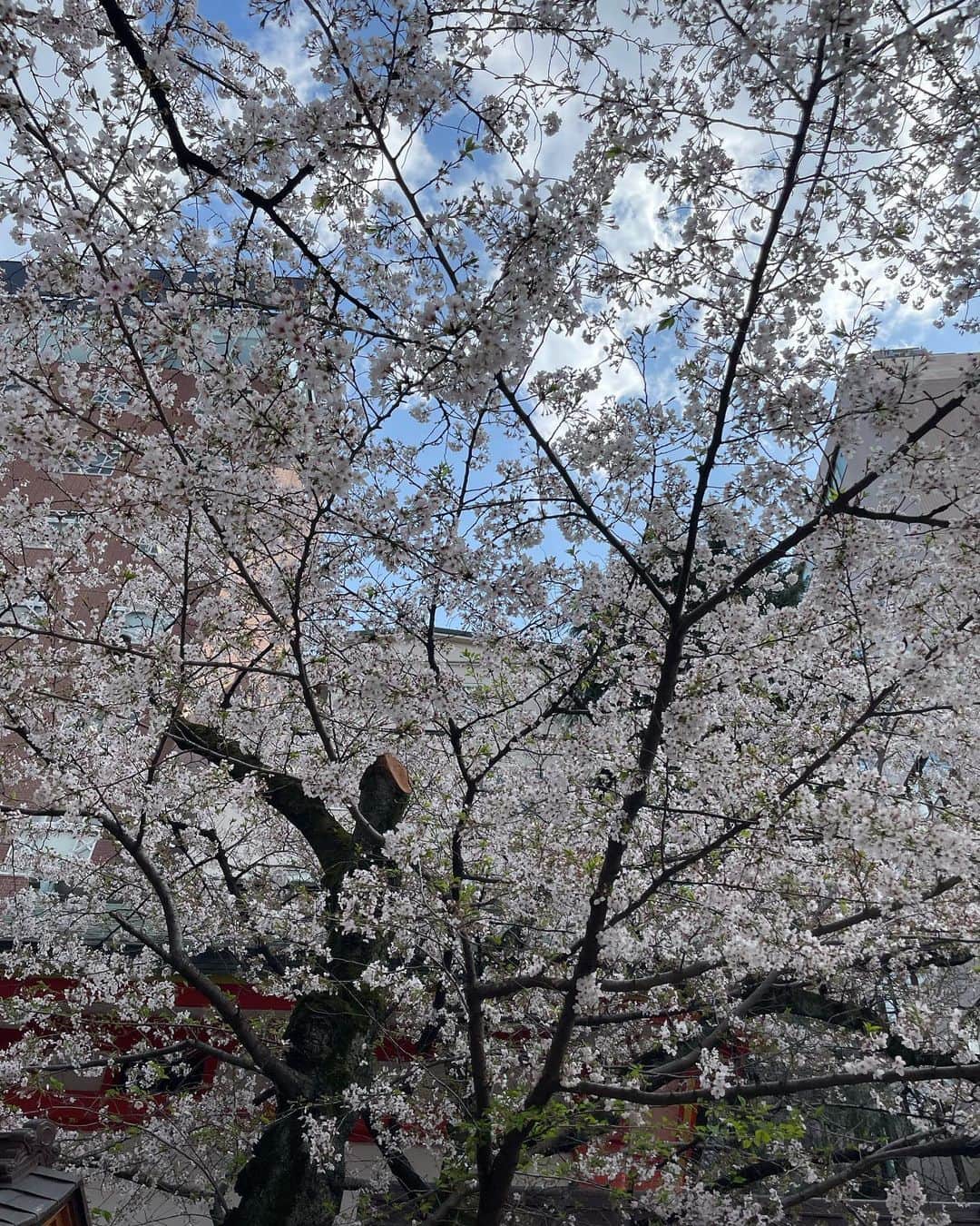 樺澤まどかさんのインスタグラム写真 - (樺澤まどかInstagram)「新年度  社会人5年目🔥  社会人1年目の入社式の日 花園神社のこの桜の木の下に 同期で集合して会社に行きました。  そこからもう4年… ものすごいスピードで進んだ気もするし 仕事もプライベートもめちゃくちゃ色々なことがあって ものすごく濃くて長かった気もする4年。  5年目からは自分のことをかっこいいと思えるように 生きていきたいと思ってます。  外部の人に合わないからといって こんな服装で会社に行くのも辞めよう…  撮影は同期というか友達というか 親友というかマブダチというか ずっ友というか恩人というか 同僚の同期山本です。  #樺澤まどか  #桜#花園神社#新年度#同期山本」4月1日 19時57分 - kabasawa_madoka