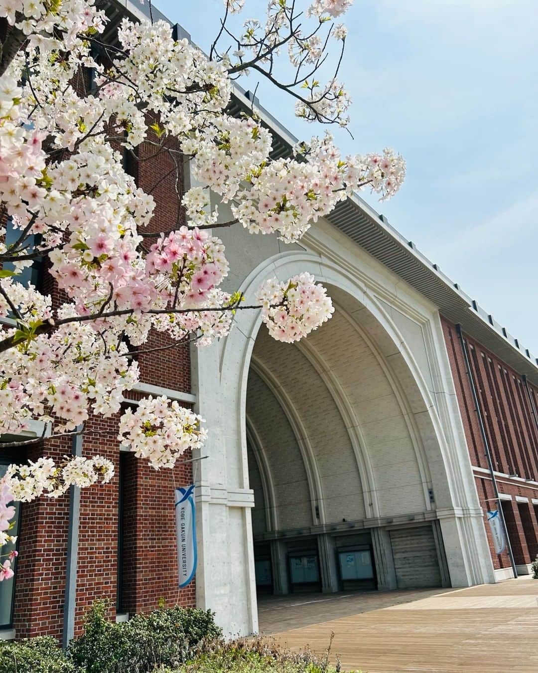 神戸学院大学さんのインスタグラム写真 - (神戸学院大学Instagram)「. フォトコンテスト「神院大キャンパスライフの魅力」応募作品No.315【2023年1月－3月】経営学部の谷川真菜さんからご応募いただきました。  学校の桜を見に行ったら満開に咲いていてレンガの校舎の美しさと見事な桜のコラボレーションに感動して撮りました。  ～写真にまつわるエピソード～ キャンパスに春の訪れを知らせる満開の桜。 淡いピンク色がとてもかわいい１枚ですね。  フォトコンテスト「神院大キャンパスライフの魅力」作品を募集しています。応募方法は以下のURLから↓ https://www.kobegakuin.ac.jp/support/student_life/contest.html  #神戸学院大学 #神戸学院 #神戸 #大学 #kobegakuin #kobegakuinuniversity #桜 #桜スポット #神戸桜 #神戸の桜 #桜の季節 #関西桜スポット #大学生と繋がりたい #学生生活 #写真 #写真コンテスト #フォトコンテスト #フォトコン #神院大 #神院大キャンパスライフの魅力 #桜フォト #桜まつり」4月1日 20時00分 - kobegakuin_university_koho
