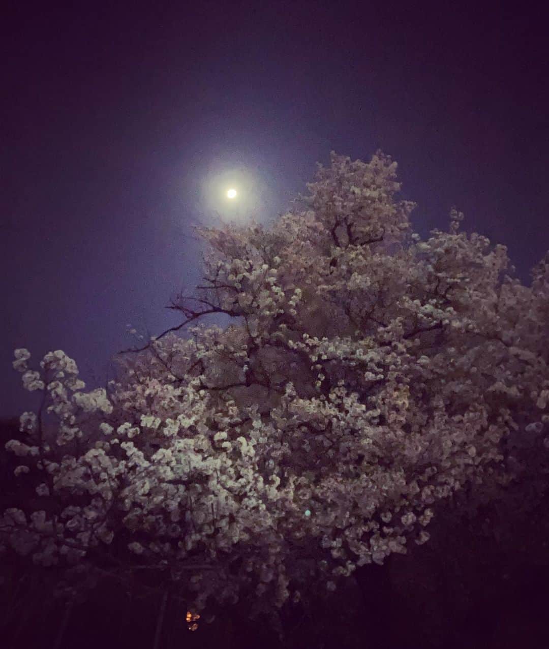 エドツワキさんのインスタグラム写真 - (エドツワキInstagram)「Night tale #cherryblossom」4月1日 20時01分 - ed_tsuwaki