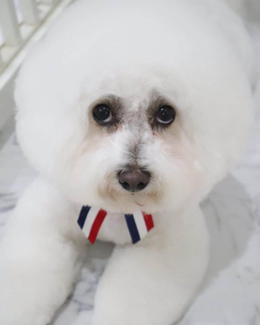 CHIAKIのインスタグラム：「. . .  🇫🇷フレンチなおもち。  #bichonfrise  #ビションフリーゼ  #フランス #🇫🇷 #そう言えばビションってフランスの犬」