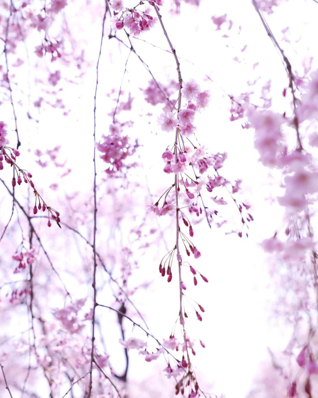 harumiのインスタグラム：「Hello April💕💕💕  cherry blossoms🌸🌸🌸  春らしいあたたかい日差しと満開の桜が咲く中、4月がスタート🌸🌸🌸 今年度もよろしくお願いします💗  #紅しだれ桜」