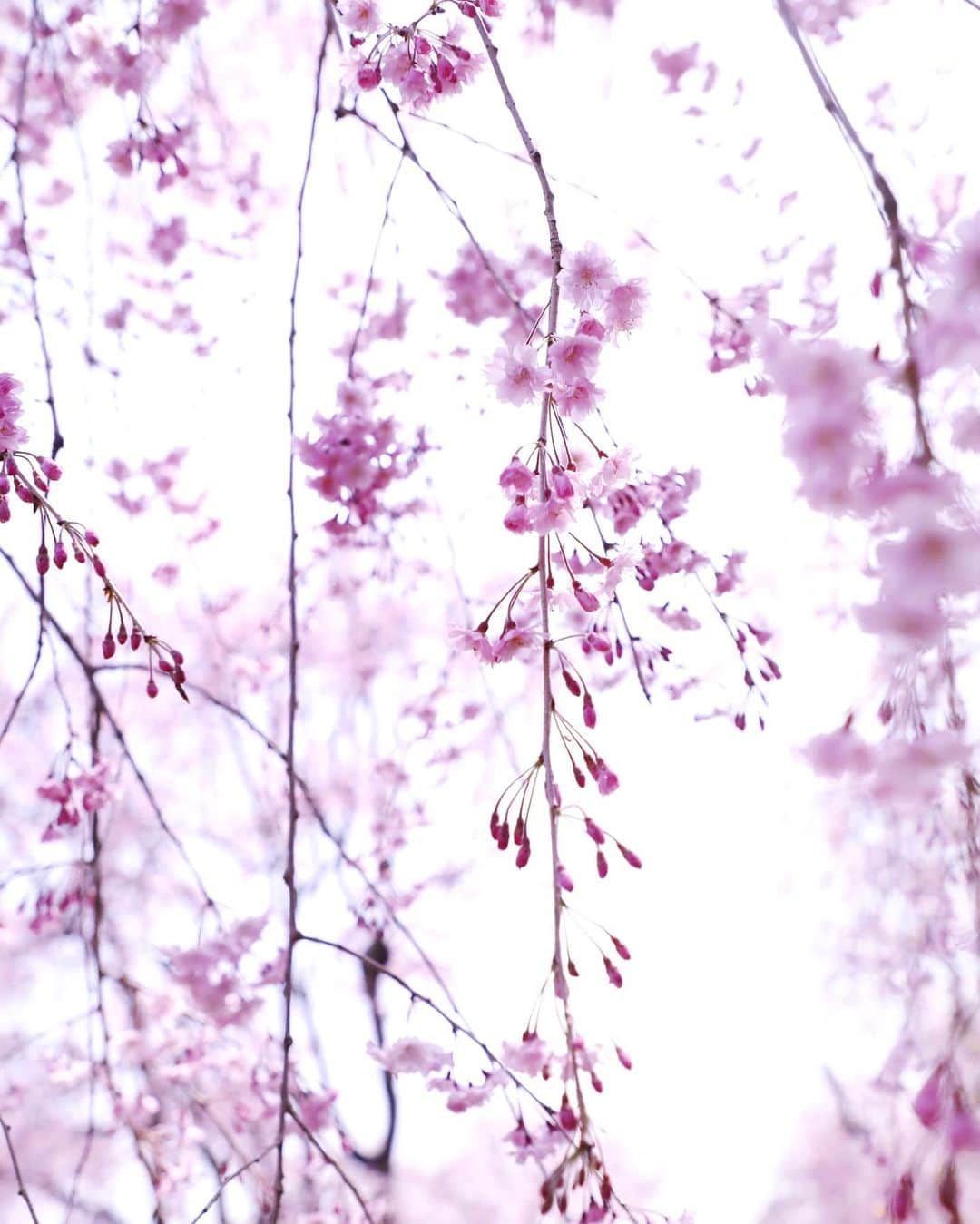 のインスタグラム：「Hello April💕💕💕  cherry blossoms🌸🌸🌸  春らしいあたたかい日差しと満開の桜が咲く中、4月がスタート🌸🌸🌸 今年度もよろしくお願いします💗  #紅しだれ桜」