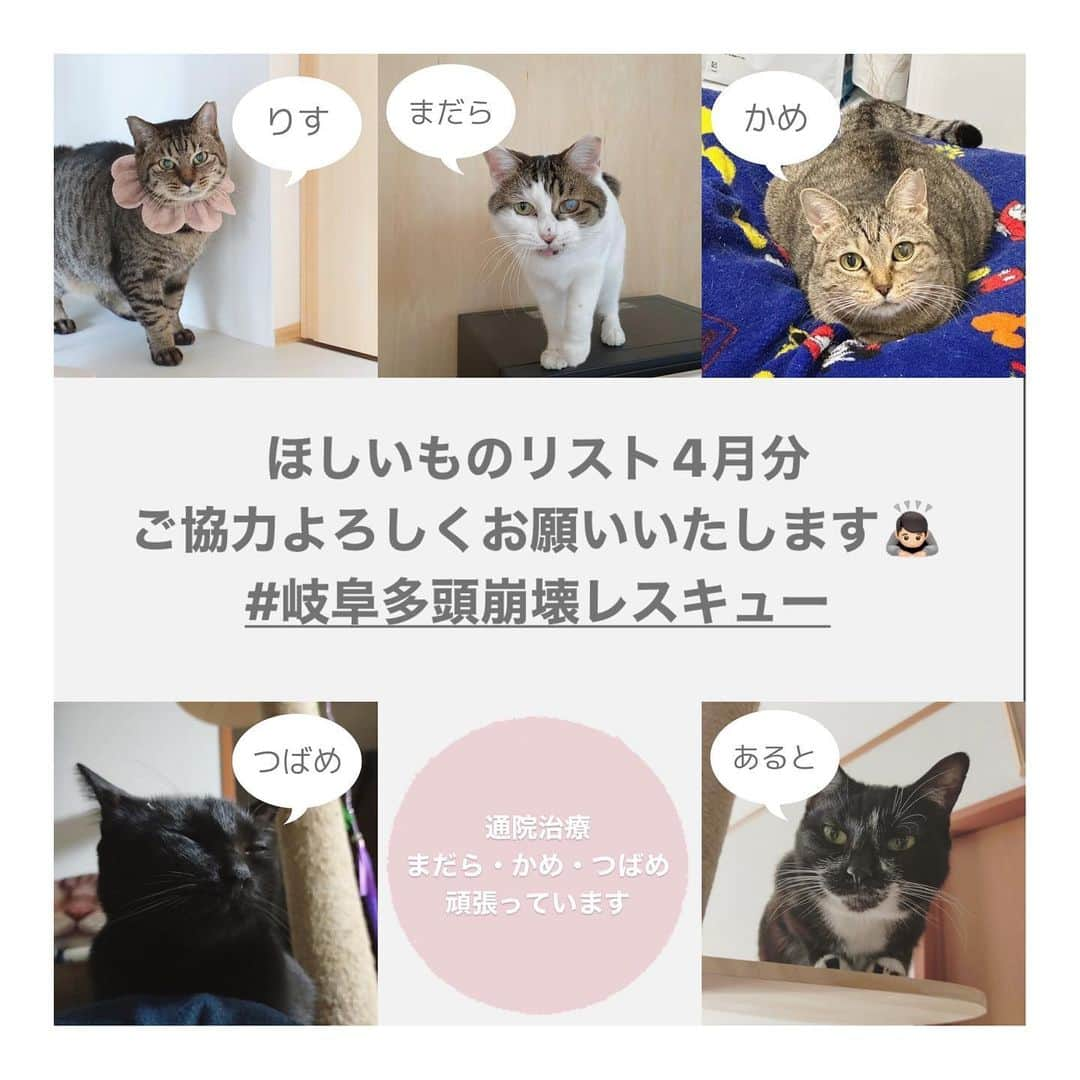 こむぎのインスタグラム：「* 【追記：4月分必要数に達しました！ご協力ありがとうございました😭】  岐阜多頭崩壊レスキューの月初の「Amazonのほしい物リスト」4月分と個人的に保護しているニャンコたちへのリストと2種類を作らせていただきました🙇🏻 もう4月…💦あっという間ですね😭  ほしい物リストは私のインスタのプロフィールのURLにあるhandshakeの1番下からご覧いただけます🙇🏻 支援物資は取りまとめて後日イニシャルでご報告させていただいておりますので、可能でしたら匿名にせずお送りいただけますと嬉しいです🙇🏻  この崩壊現場のレスキューが始まったのは2019年の10月…💦完結までに本当に時間かかってしまい申し訳ないです🙇🏻 当初から比べると頭数はかなり少なくなって来ましたが、病気療養中の子のケアをしているため引き続きご無理のない範囲でご協力いただけますと助かります🙇🏻🙇🏻  崩壊現場の詳細は以前に受けたインタビューにまとめてくださってあります。Googleで「いい部屋ペット　多頭飼育崩壊」で検索すると記事が出てきます🙇🏻  残りの5ニャンですが、おかげさまでどの子もだいぶ健康状態も上向きになってきました😭  あると🐈‍⬛6歳♀ 貧血も落ち着いたため、通院も減りそうです🥺👏預かり先→ @asano.aoi   つばめ🐈‍⬛6歳♂ 免疫介在性溶血性貧血のつばめの血液検査も安定してきたため、年4回の血液検査で様子見となってきました🙏🏻預かり先→ @asano.aoi   まだら🐈6歳♀ 腎結石があるまーちゃん、月一で検査していましたが血液検査も安定して次の受診はもう少し間隔を開けて良くなってきました🤗預かり先→我が家でお世話しています。  かめ🐈6歳♀ 慢性膵炎、慢性肝炎、重度の腸炎があったかめちゃん、血液検査安定しています🙆‍♀️ 折れてしまった犬歯の抜歯の予定もまた今後考えていく予定です🙏🏻預かり先→ @musashi_kun0508   りす🐈7歳♀ 先日投稿したとおり預かり先が変わりました🤗多少アレルギーがありますが安定しています🙆‍♀️甘えん坊でもうゴロゴロ言っているみたいです🤭りすちゃんは慣れるの早そう✨預かり先→ @ebikun_neko   ほしいものリストは免疫介在性溶血性貧血のつばめのためのサプリや投薬用パウチ、まだらちゃんの療法食や猫砂やシートを載せています🙇🏻  どうしても多頭飼育崩壊現場は頭数も多いうえに、治療が必要の子たちも多く、全頭を幸せに繋げるためにはかなりの時間が必要になります…💦  これから子猫が保護される季節になりますが、こうした里親さんが見つからない成猫たちの存在に気がついてもらえたらなと思っています☺️✨  年齢があがると色々あるのは人間も猫も一緒。一つの個性と捉えてうまくお付き合いしていけたら🙏🏻✨  毎月皆様のご協力により、この子たちのケアをしっかり出来ています😭✨ 引き続きご無理のない範囲で応援いただけますととってもとっても嬉しいです😭  ほしい物リストは、たくさん物資をいただきすぎて余らせてしまってもいけないので、概ね1ヶ月分ごとに作らせていただいております🙇🏻 必要な物資が購入されますとリストから消えていきますので、リストに物資がなければ必要数に達したものとお考えください🙇🏻  また、2枚目の写真は先月分をご支援くださった方のイニシャルのご報告です🙇🏻 本来であればお一人お一人にお礼を伝えたいところですが中々バタバタで個別にお礼の連絡が出来ずに申し訳ありません…😭 イニシャルも読み方に間違いがありましたら申し訳ありません🙇🏻記載誤りなどありましたらまたご連絡くださいませ🙇🏻✨  過去の現場の様子はストーリーのハイライトやIGTVからご覧いただけます。 里親募集中の子の掲載用アカウントはこちらです🤗✨→ @comugineko  1匹(かめ)は関東地方で、4匹は東海地方で里親様募集中です(遠方要相談)🙏🏻  支援金の方は青井さんが毎月取りまとめをしてくださっています。つばめやあるとのことも🙏🏻→ @asano.aoi 支援金の振込先も青井さんの投稿に載っております🙇🏻 どうぞ宜しくお願いいたします🙇🏻  #岐阜多頭崩壊レスキュー #多頭飼育崩壊  ＊＊＊＊＊＊＊＊＊＊＊＊＊＊ 崩壊現場の子達とは別の我が家の保護猫たちのこと  現在、崩壊現場とは別で外から保護した猫たちは、猫エイズのしまくんと猫白血病のポン子ちゃんの2匹です。 くしくもキャリア組の2匹ですが、本当にどちらも甘えん坊で可愛い子達です😭 体調もおかげさまでだいぶ安定してきました！😭 ポンちゃんは今日病院だったので、また改めて投稿します☺️  個別保護の子たちの支援物資のご協力もお願いできたら大変助かります🙇🏻🙏🏻✨ いつもありがとうございます😭😭😭  #保護猫 #里親募集猫 #里親募集中猫」