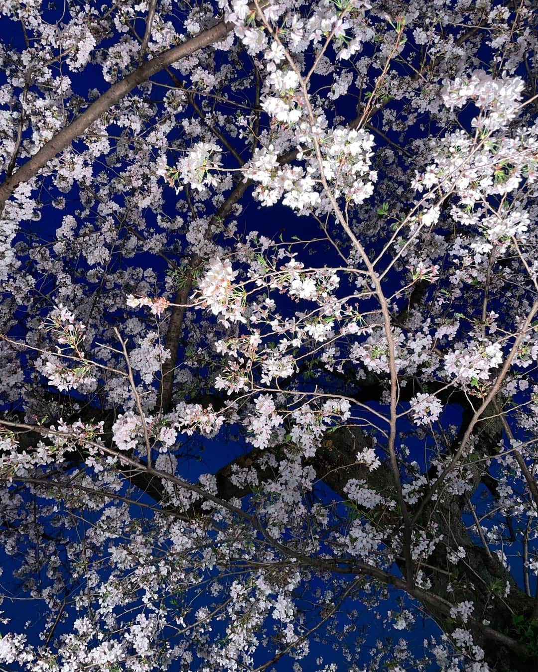 佐久間美波さんのインスタグラム写真 - (佐久間美波Instagram)「念願のお花見してきました〜🌸  皆さんはお花見しましたか？？」4月1日 20時18分 - mi_na_mi_628