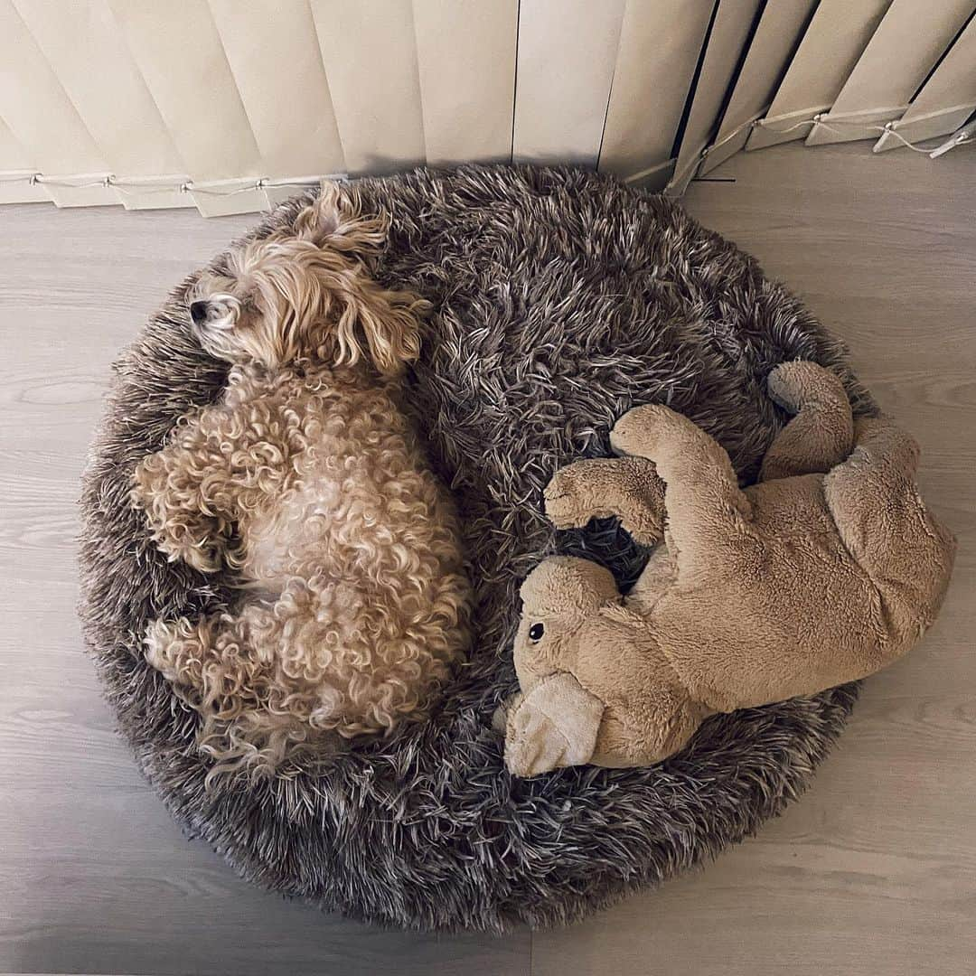 浜田咲希さんのインスタグラム写真 - (浜田咲希Instagram)「みんなー💛 ラティ坊も元気だよ🐶 天パがまたくるんくるん爆発中🌀 来週はトリミングだね✂︎ 春CUTにしよう💕  もう届いたその日から 大のお気に入りのベッド @shein_japan 💛 破格で安いのなんのだけど ボリューミーで寝心地良さげ🤤💤  最後の写真はお姉の息子Jくんと💛 お泊まりしにいったら絶対一緒に 寝てくれるんだ🥰癒しの絵すぎでしょ💓 いつもありがとう👦🏽  クーポンコード "SGFhamada" 是非お使いください💛💛💛  #shein#shein購入品#pet#いぬのいる暮らし#ペットグッズ#いぬすたぐらむ#dogstagram#love#latygram」4月1日 20時30分 - sakihamada