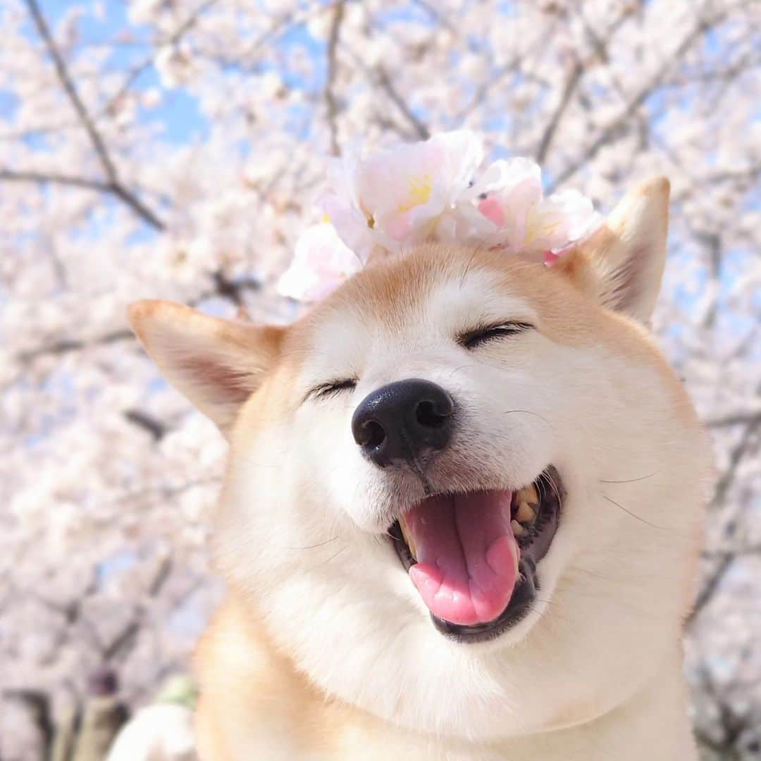 ちゃみさんのインスタグラム写真 - (ちゃみInstagram)「満開〜🌸 桜も満開🌸チャーミーの笑顔も満開😁 近所の公園でお花見♪ ❸桜柴餅！🤭 . #桜#お花見#満開#桜んぽ #柴犬のいる生活#柴犬#しばいぬ#癒し#犬#愛犬#愛犬家#shibainu#shiba#dog」4月1日 20時25分 - shiba_charmy