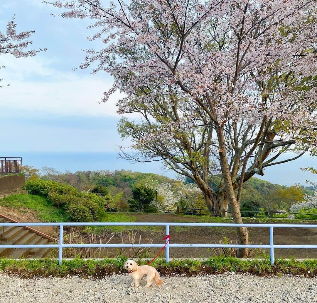 ハルペイさんのインスタグラム写真 - (ハルペイInstagram)「🌸🌸🌸🌸🌸🌸 桜満開〜 🌸🌸🌸🌸🌸🌸 きれいだった！ また来年ね✨ . #さくら#🌸 #sakura  #벚꽃#櫻花 .  #harupei#ハルペイ#doodle#draw#drawing#illustrator#illustration#japan#絵#雑貨#湘南#イラスト#イラストレーター#插畫#插畫家#ゆるい#茅ヶ崎」4月1日 20時25分 - harupeipei