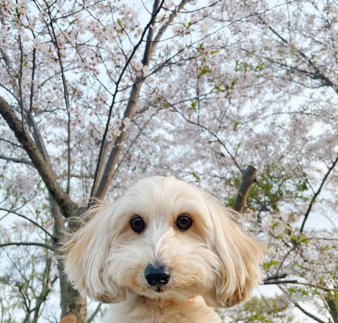 ハルペイさんのインスタグラム写真 - (ハルペイInstagram)「🌸🌸🌸🌸🌸🌸 桜満開〜 🌸🌸🌸🌸🌸🌸 きれいだった！ また来年ね✨ . #さくら#🌸 #sakura  #벚꽃#櫻花 .  #harupei#ハルペイ#doodle#draw#drawing#illustrator#illustration#japan#絵#雑貨#湘南#イラスト#イラストレーター#插畫#插畫家#ゆるい#茅ヶ崎」4月1日 20時25分 - harupeipei