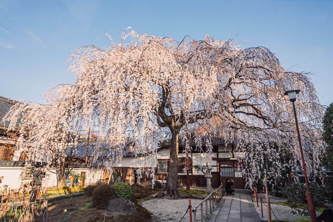 Sonoda COO Yukiyaのインスタグラム：「@coo_travelphoto ←Check more photos😊 Spring days in Kyoto. #Kyoto #Japan #kyotopi #bestjapanpics #photo_shorttrip #retrip_nippon #visitjapanjp #japanko_official #tokyocameraclub #visit_kyoto #japan_trip_x」