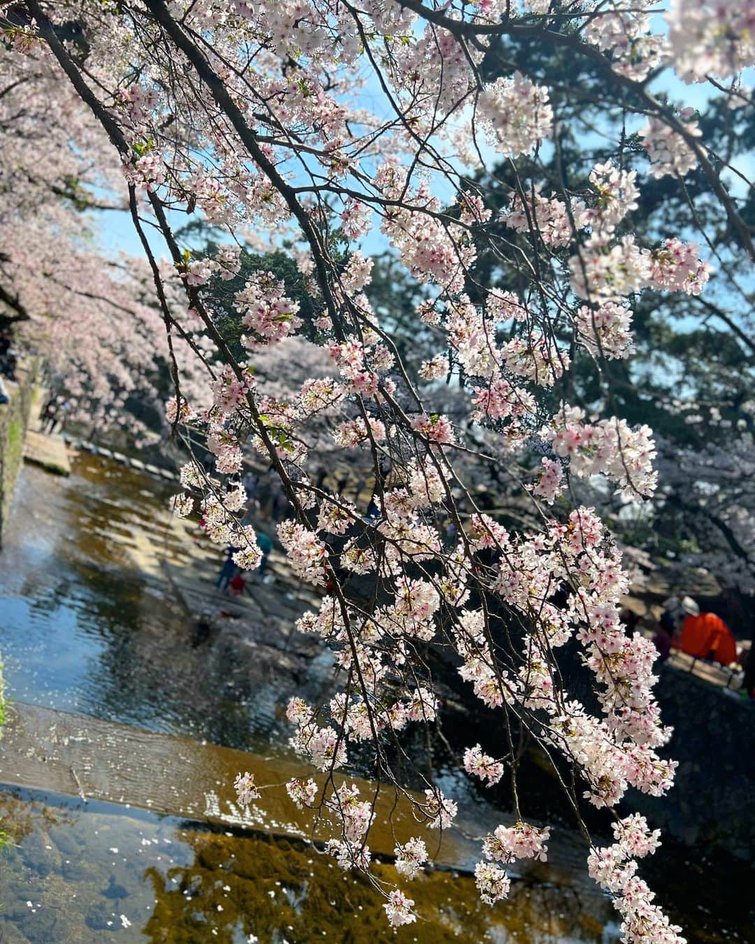 林香里のインスタグラム：「桜、満開❀.*･ﾟ❀.*･ﾟ❀.*･ﾟ  #桜#お花見#花より団子#🌸」