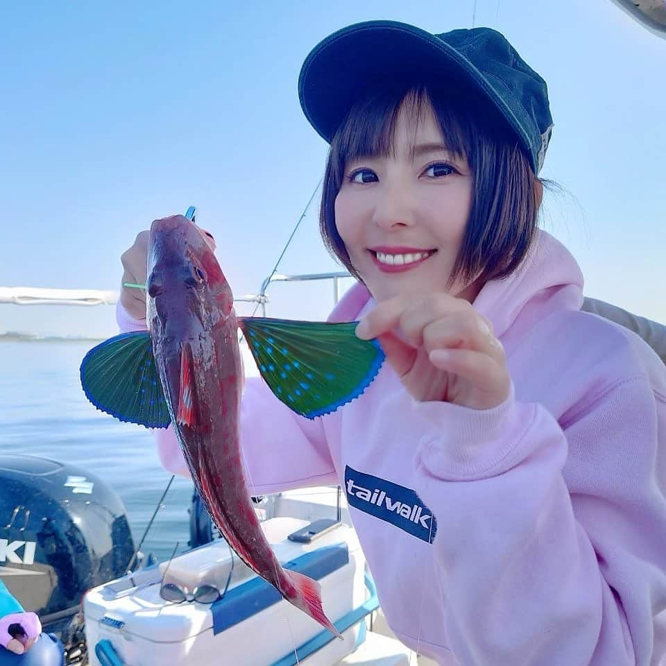 井上直美さんのインスタグラム写真 - (井上直美Instagram)「今日は相模湾のサザンブルーさんにお世話になってホウボウ釣り♡ 釣り方は何でもOKとの事でしたので私はタイラバで。本命のホウボウもゲット出来て、裏本命であるタイも♡♡♡ 今回は約1年釣りをお休みしていたお友達と一緒だったので、あまり気張らずのんびりと釣りを楽しみました。こういうのもたまにはいいね。釣り最高！！！  🐟タックルデータ🐟 （ベイト） ロッド♡テイルウォーク タイゲームTZ C71L リール♡テイルウォーク エラン SW VTN 73L ライン♡アプロード ソルトマックスGT-R PE0.8号 リーダー♡アプロード ソルトマックス ショックリーダーモバイル タイプF 16lb フック♡テイルウォーク タイゲーム T.R.B RING ASSIST ヘッド♡タングステン60g ネクタイ♡カスケイドカーリー レッドスポットオレンジ 偏光サングラス♡宅配のめがねやさん×伊藤光学 オフショアグレー  （キャスティング） ロッド♡テイルウォーク タイゲームTZ S64L リール♡テイルウォーク スピーキー 3000HGX ライン♡ アプロード ソルトマックスGT-R PE１号 リーダー♡アプロード ソルトマックス ショックリーダーモバイル タイプF 20lb フック♡テイルウォーク タイゲーム T.R.B RING ASSIST ヘッド♡タングステン60g ネクタイ♡カスケイドカーリー レッドスポットオレンジ 偏光サングラス♡宅配のめがねやさん×伊藤光学　オフショアグレー  　#ホウボウ　#ホウボウ釣り　#タイラバ　#サザンブルー　#テイルウォーク」4月1日 20時42分 - naochingyo