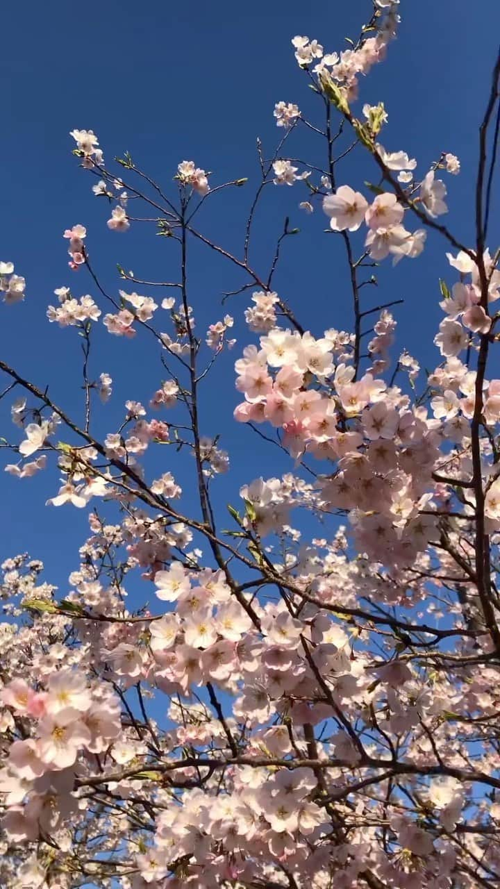 安倍実香のインスタグラム：「春だねえ☺️🌸🌸 #桜 #お花見 #田舎の風景 #田舎生活 #春が来た #cherryblossom #blooming」