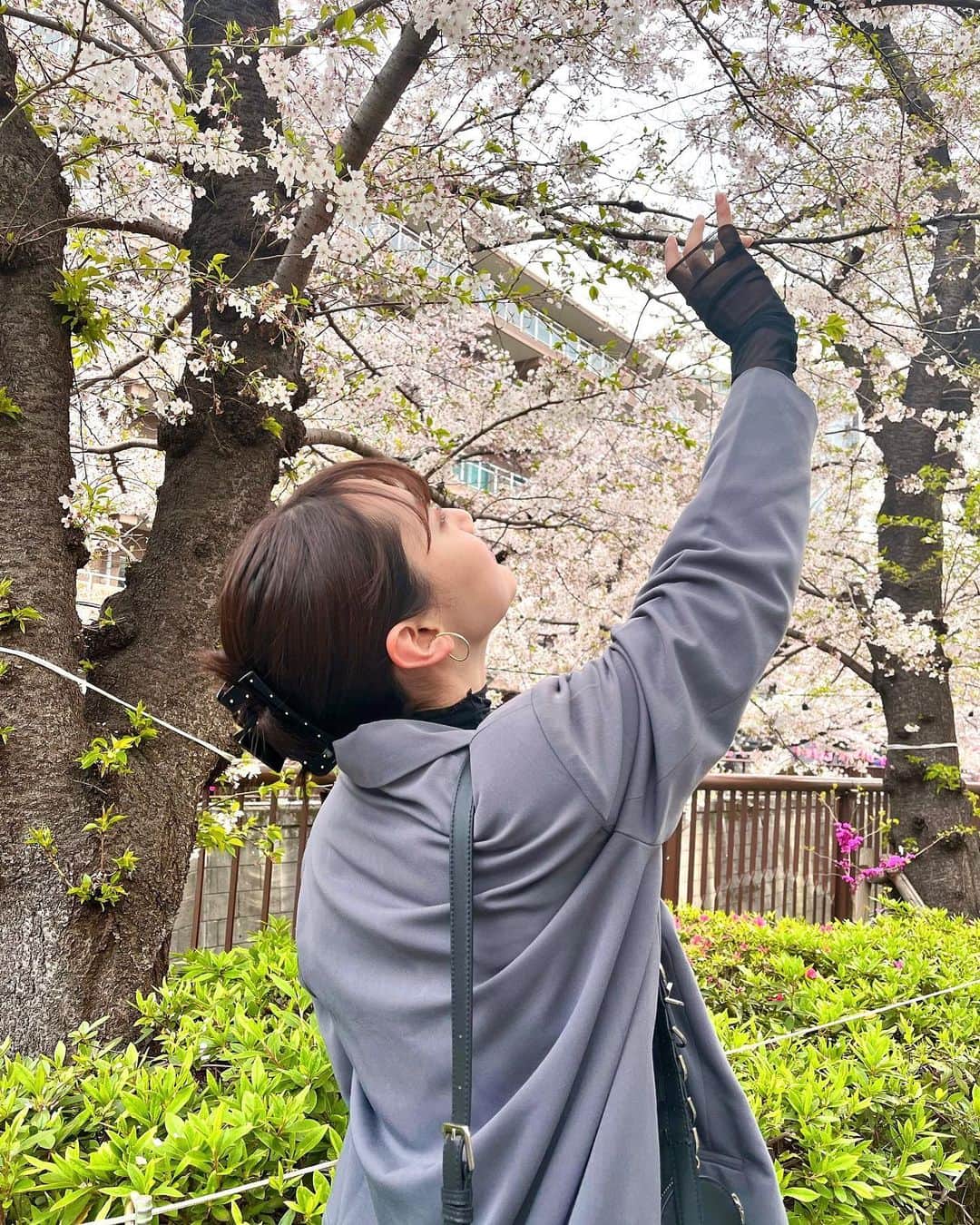高井真菜さんのインスタグラム写真 - (高井真菜Instagram)「🌸🌸🌸」4月1日 20時43分 - mana_takai