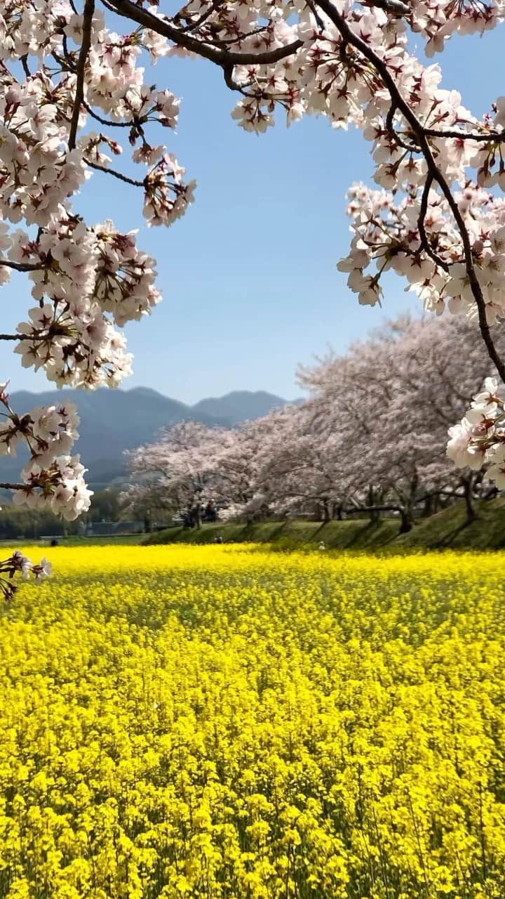 Koichiのインスタグラム：「.  空色と菜の花色と桜色  #BeautifulJapan #Hellofrom #nara #ShotOniPhone  .」