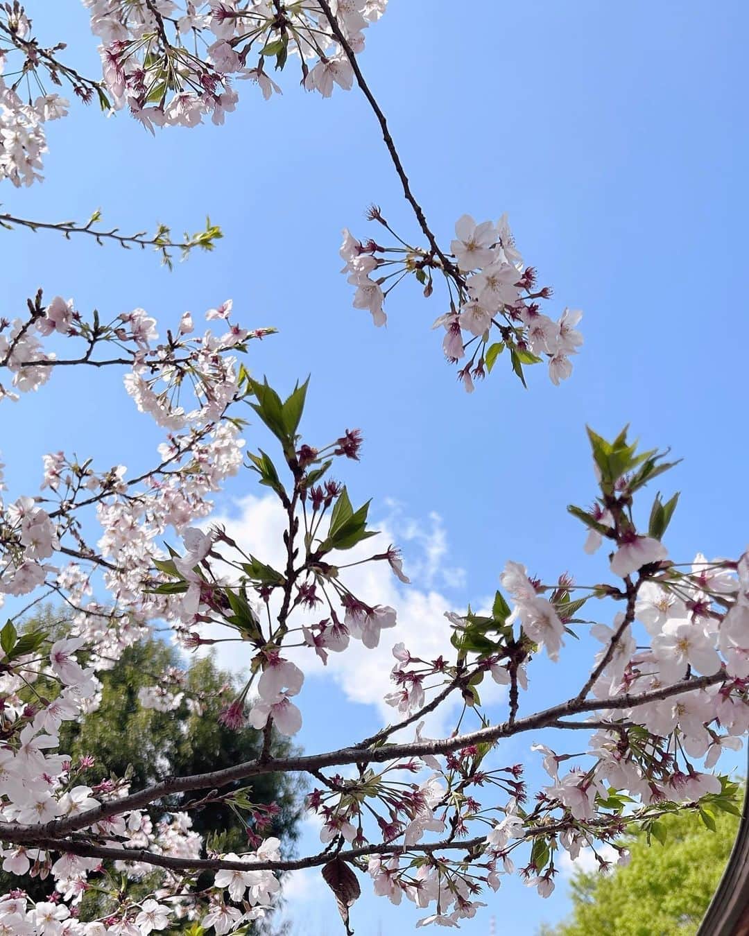 内田眞由美さんのインスタグラム写真 - (内田眞由美Instagram)「今季の桜たち🌸 たくさん見ることが出来ました！ そして今日から新年度、わくわくする春でありますように〜🐝✨」4月1日 20時49分 - mayumi_mmm_