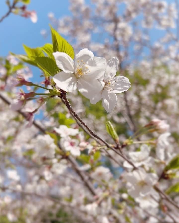 内田眞由美のインスタグラム：「今季の桜たち🌸 たくさん見ることが出来ました！ そして今日から新年度、わくわくする春でありますように〜🐝✨」