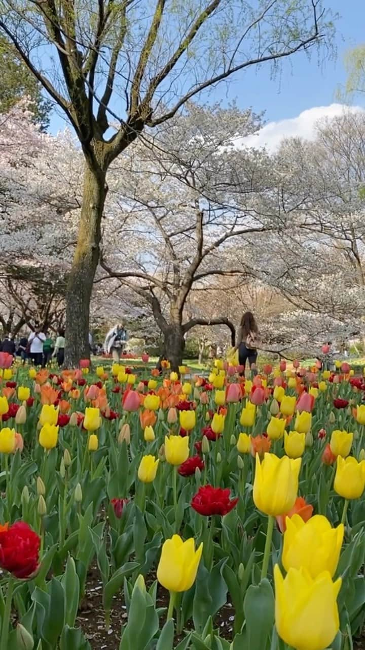 Ryo Yamazakiのインスタグラム：「駆け込み花見行ってきた🌸🌷💐 桜と菜の花とチューリップが同時に見られるとは✨ iPhone by @umatan #ここは桃源郷ですか #昭和記念公園 #お花見 #桜 #菜の花 #チューリップ . It was a perfect day to see the last of the cherry blossoms.🌸🌸🌸✨ . #shouwakinenpark #cherryblossom」