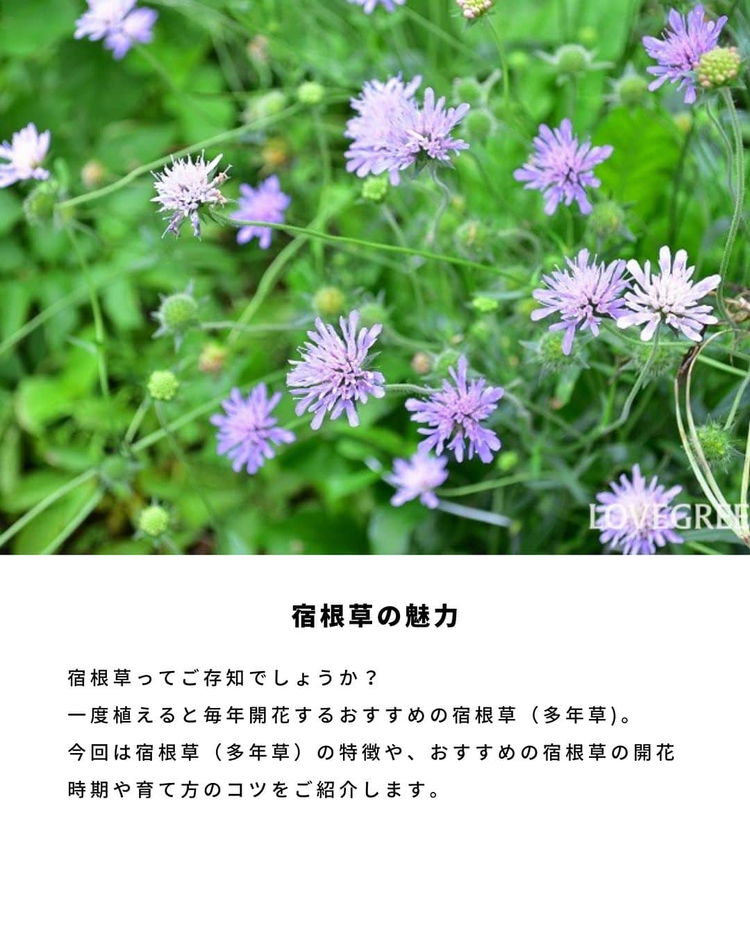 LOVEGREEN -植物と暮らしを豊かに。さんのインスタグラム写真 - (LOVEGREEN -植物と暮らしを豊かに。Instagram)「宿根草ってご存知でしょうか？ 一度植えると毎年開花するおすすめの宿根草（多年草)。 今回は宿根草（多年草）の特徴や、おすすめの宿根草の開花時期や育て方のコツをご紹介します🌼  ＝＝＝＝＝＝＝＝＝＝＝＝＝＝＝＝＝＝＝＝＝＝＝＝  🌱お買い物はLOVEGREEN STOREで！ 次回につかえるポイントもお得です！ 詳しくはプロフィールから”LOVEGREEN STORE”をチェックしてみて✨  🌱グランドカバー「タピアン」最大50%オフ🙌🏻 草で草を制す！地面を這うように広がるグランドカバープランツで、賢く＆おしゃれに雑草対策しませんか。1セットは30%オフ、3セットおまとめ買いでなんと50%オフに！4月までの発送分のご予約受付中です💫  ＝＝＝＝＝＝＝＝＝＝＝＝＝＝＝＝＝＝＝＝＝＝＝＝  #園芸 #ガーデニング #土いじり #庭仕事 #庭仕事の愉しみ #植物のある暮らし #花のある暮らし #宿根草 #多年草 #植えっぱなし」4月1日 21時00分 - lovegreen_official