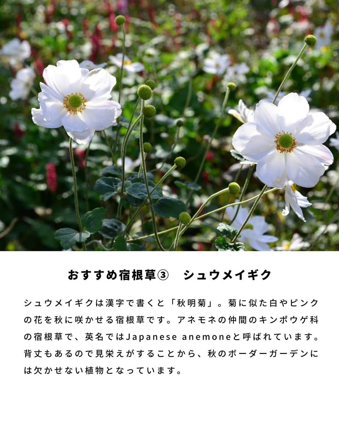 LOVEGREEN -植物と暮らしを豊かに。さんのインスタグラム写真 - (LOVEGREEN -植物と暮らしを豊かに。Instagram)「宿根草ってご存知でしょうか？ 一度植えると毎年開花するおすすめの宿根草（多年草)。 今回は宿根草（多年草）の特徴や、おすすめの宿根草の開花時期や育て方のコツをご紹介します🌼  ＝＝＝＝＝＝＝＝＝＝＝＝＝＝＝＝＝＝＝＝＝＝＝＝  🌱お買い物はLOVEGREEN STOREで！ 次回につかえるポイントもお得です！ 詳しくはプロフィールから”LOVEGREEN STORE”をチェックしてみて✨  🌱グランドカバー「タピアン」最大50%オフ🙌🏻 草で草を制す！地面を這うように広がるグランドカバープランツで、賢く＆おしゃれに雑草対策しませんか。1セットは30%オフ、3セットおまとめ買いでなんと50%オフに！4月までの発送分のご予約受付中です💫  ＝＝＝＝＝＝＝＝＝＝＝＝＝＝＝＝＝＝＝＝＝＝＝＝  #園芸 #ガーデニング #土いじり #庭仕事 #庭仕事の愉しみ #植物のある暮らし #花のある暮らし #宿根草 #多年草 #植えっぱなし」4月1日 21時00分 - lovegreen_official