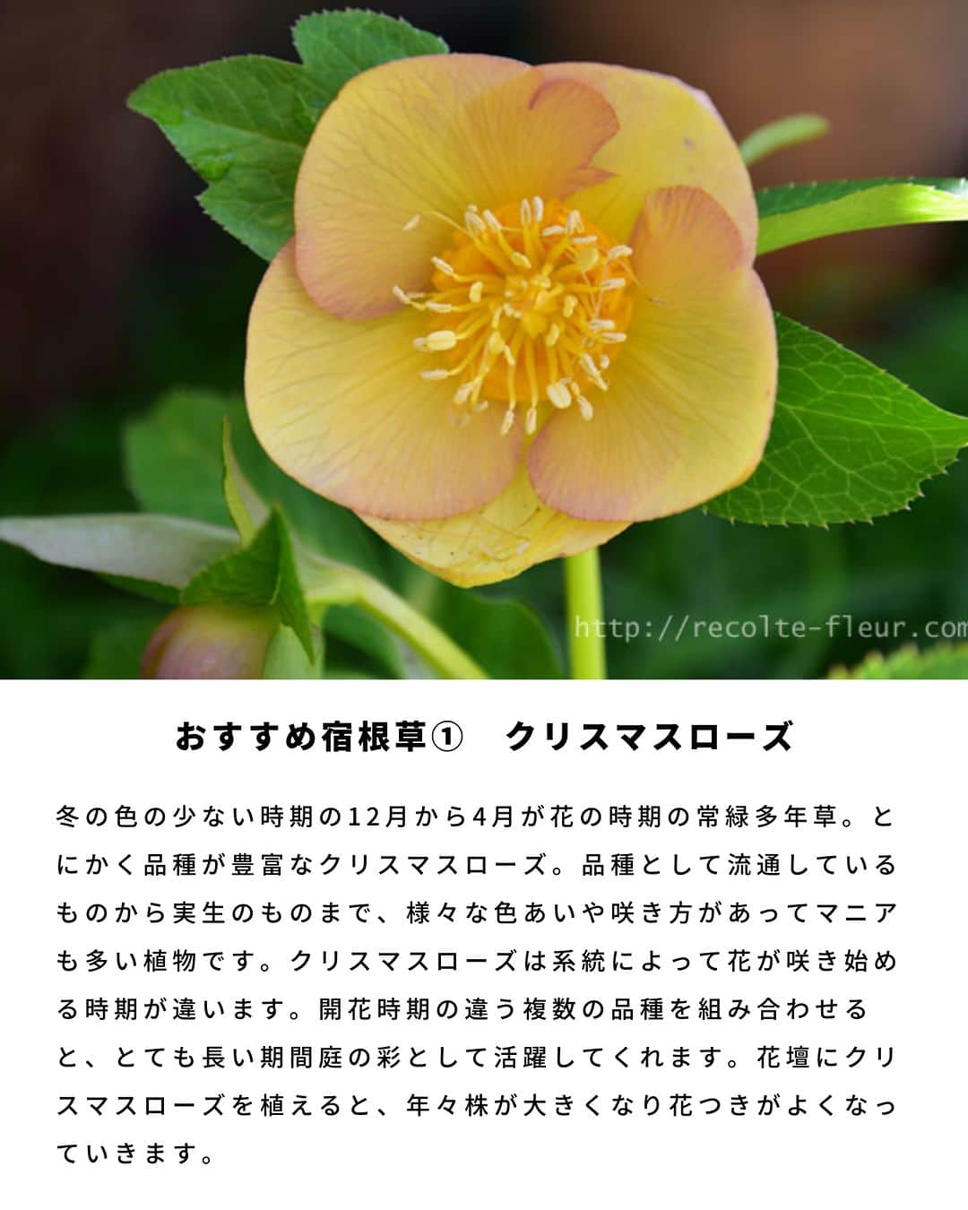LOVEGREEN -植物と暮らしを豊かに。さんのインスタグラム写真 - (LOVEGREEN -植物と暮らしを豊かに。Instagram)「宿根草ってご存知でしょうか？ 一度植えると毎年開花するおすすめの宿根草（多年草)。 今回は宿根草（多年草）の特徴や、おすすめの宿根草の開花時期や育て方のコツをご紹介します🌼  ＝＝＝＝＝＝＝＝＝＝＝＝＝＝＝＝＝＝＝＝＝＝＝＝  🌱お買い物はLOVEGREEN STOREで！ 次回につかえるポイントもお得です！ 詳しくはプロフィールから”LOVEGREEN STORE”をチェックしてみて✨  🌱グランドカバー「タピアン」最大50%オフ🙌🏻 草で草を制す！地面を這うように広がるグランドカバープランツで、賢く＆おしゃれに雑草対策しませんか。1セットは30%オフ、3セットおまとめ買いでなんと50%オフに！4月までの発送分のご予約受付中です💫  ＝＝＝＝＝＝＝＝＝＝＝＝＝＝＝＝＝＝＝＝＝＝＝＝  #園芸 #ガーデニング #土いじり #庭仕事 #庭仕事の愉しみ #植物のある暮らし #花のある暮らし #宿根草 #多年草 #植えっぱなし」4月1日 21時00分 - lovegreen_official