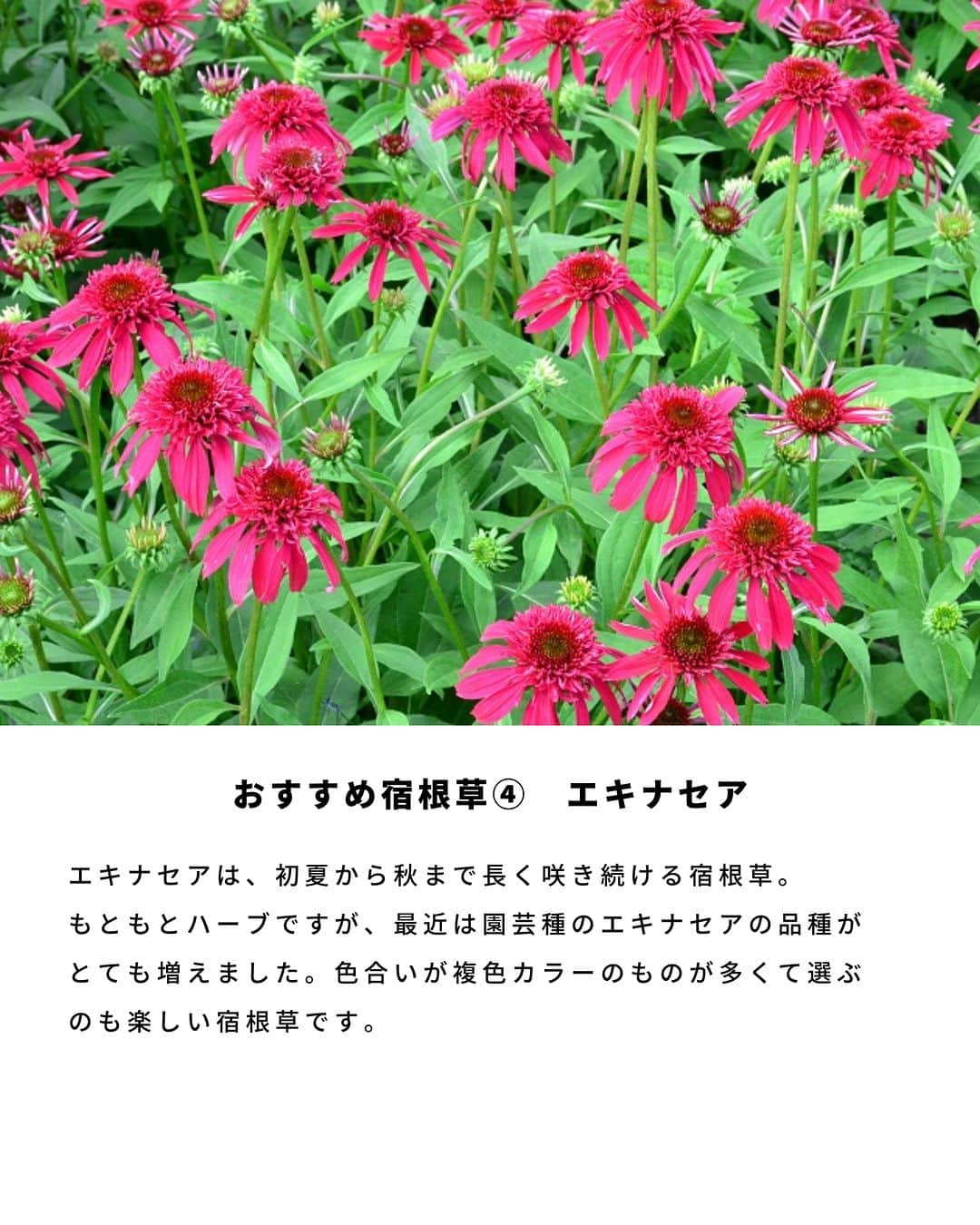 LOVEGREEN -植物と暮らしを豊かに。さんのインスタグラム写真 - (LOVEGREEN -植物と暮らしを豊かに。Instagram)「宿根草ってご存知でしょうか？ 一度植えると毎年開花するおすすめの宿根草（多年草)。 今回は宿根草（多年草）の特徴や、おすすめの宿根草の開花時期や育て方のコツをご紹介します🌼  ＝＝＝＝＝＝＝＝＝＝＝＝＝＝＝＝＝＝＝＝＝＝＝＝  🌱お買い物はLOVEGREEN STOREで！ 次回につかえるポイントもお得です！ 詳しくはプロフィールから”LOVEGREEN STORE”をチェックしてみて✨  🌱グランドカバー「タピアン」最大50%オフ🙌🏻 草で草を制す！地面を這うように広がるグランドカバープランツで、賢く＆おしゃれに雑草対策しませんか。1セットは30%オフ、3セットおまとめ買いでなんと50%オフに！4月までの発送分のご予約受付中です💫  ＝＝＝＝＝＝＝＝＝＝＝＝＝＝＝＝＝＝＝＝＝＝＝＝  #園芸 #ガーデニング #土いじり #庭仕事 #庭仕事の愉しみ #植物のある暮らし #花のある暮らし #宿根草 #多年草 #植えっぱなし」4月1日 21時00分 - lovegreen_official