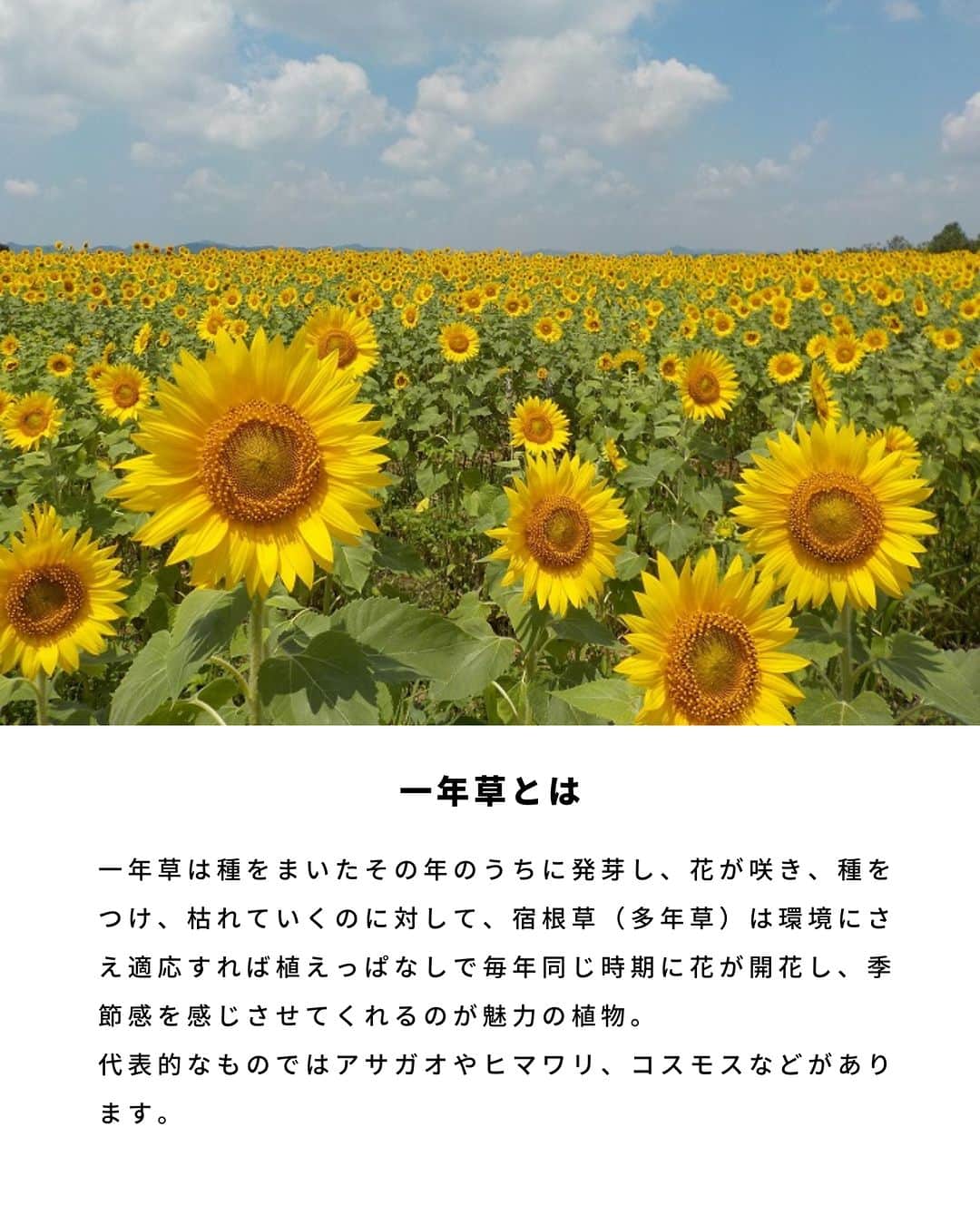 LOVEGREEN -植物と暮らしを豊かに。さんのインスタグラム写真 - (LOVEGREEN -植物と暮らしを豊かに。Instagram)「宿根草ってご存知でしょうか？ 一度植えると毎年開花するおすすめの宿根草（多年草)。 今回は宿根草（多年草）の特徴や、おすすめの宿根草の開花時期や育て方のコツをご紹介します🌼  ＝＝＝＝＝＝＝＝＝＝＝＝＝＝＝＝＝＝＝＝＝＝＝＝  🌱お買い物はLOVEGREEN STOREで！ 次回につかえるポイントもお得です！ 詳しくはプロフィールから”LOVEGREEN STORE”をチェックしてみて✨  🌱グランドカバー「タピアン」最大50%オフ🙌🏻 草で草を制す！地面を這うように広がるグランドカバープランツで、賢く＆おしゃれに雑草対策しませんか。1セットは30%オフ、3セットおまとめ買いでなんと50%オフに！4月までの発送分のご予約受付中です💫  ＝＝＝＝＝＝＝＝＝＝＝＝＝＝＝＝＝＝＝＝＝＝＝＝  #園芸 #ガーデニング #土いじり #庭仕事 #庭仕事の愉しみ #植物のある暮らし #花のある暮らし #宿根草 #多年草 #植えっぱなし」4月1日 21時00分 - lovegreen_official