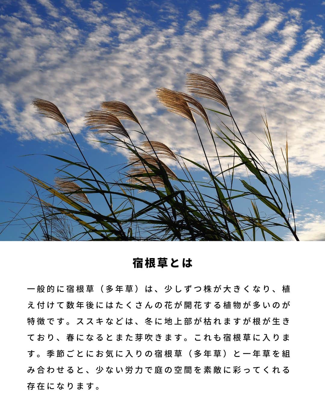 LOVEGREEN -植物と暮らしを豊かに。さんのインスタグラム写真 - (LOVEGREEN -植物と暮らしを豊かに。Instagram)「宿根草ってご存知でしょうか？ 一度植えると毎年開花するおすすめの宿根草（多年草)。 今回は宿根草（多年草）の特徴や、おすすめの宿根草の開花時期や育て方のコツをご紹介します🌼  ＝＝＝＝＝＝＝＝＝＝＝＝＝＝＝＝＝＝＝＝＝＝＝＝  🌱お買い物はLOVEGREEN STOREで！ 次回につかえるポイントもお得です！ 詳しくはプロフィールから”LOVEGREEN STORE”をチェックしてみて✨  🌱グランドカバー「タピアン」最大50%オフ🙌🏻 草で草を制す！地面を這うように広がるグランドカバープランツで、賢く＆おしゃれに雑草対策しませんか。1セットは30%オフ、3セットおまとめ買いでなんと50%オフに！4月までの発送分のご予約受付中です💫  ＝＝＝＝＝＝＝＝＝＝＝＝＝＝＝＝＝＝＝＝＝＝＝＝  #園芸 #ガーデニング #土いじり #庭仕事 #庭仕事の愉しみ #植物のある暮らし #花のある暮らし #宿根草 #多年草 #植えっぱなし」4月1日 21時00分 - lovegreen_official