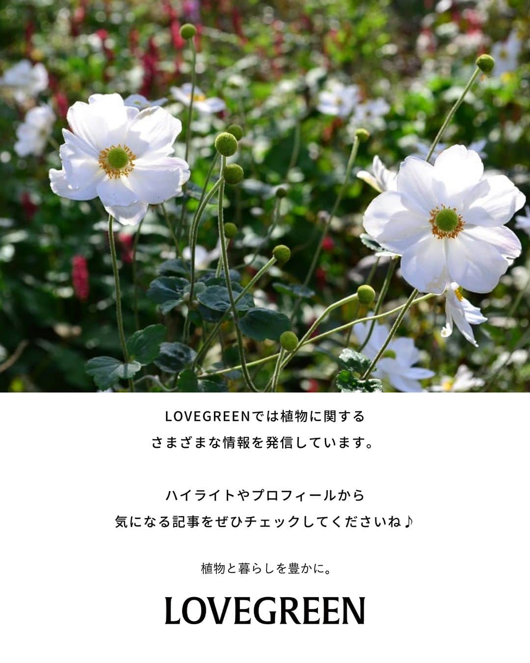 LOVEGREEN -植物と暮らしを豊かに。さんのインスタグラム写真 - (LOVEGREEN -植物と暮らしを豊かに。Instagram)「宿根草ってご存知でしょうか？ 一度植えると毎年開花するおすすめの宿根草（多年草)。 今回は宿根草（多年草）の特徴や、おすすめの宿根草の開花時期や育て方のコツをご紹介します🌼  ＝＝＝＝＝＝＝＝＝＝＝＝＝＝＝＝＝＝＝＝＝＝＝＝  🌱お買い物はLOVEGREEN STOREで！ 次回につかえるポイントもお得です！ 詳しくはプロフィールから”LOVEGREEN STORE”をチェックしてみて✨  🌱グランドカバー「タピアン」最大50%オフ🙌🏻 草で草を制す！地面を這うように広がるグランドカバープランツで、賢く＆おしゃれに雑草対策しませんか。1セットは30%オフ、3セットおまとめ買いでなんと50%オフに！4月までの発送分のご予約受付中です💫  ＝＝＝＝＝＝＝＝＝＝＝＝＝＝＝＝＝＝＝＝＝＝＝＝  #園芸 #ガーデニング #土いじり #庭仕事 #庭仕事の愉しみ #植物のある暮らし #花のある暮らし #宿根草 #多年草 #植えっぱなし」4月1日 21時00分 - lovegreen_official