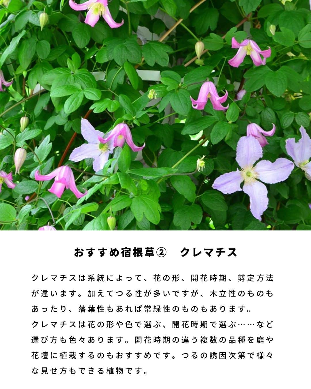 LOVEGREEN -植物と暮らしを豊かに。さんのインスタグラム写真 - (LOVEGREEN -植物と暮らしを豊かに。Instagram)「宿根草ってご存知でしょうか？ 一度植えると毎年開花するおすすめの宿根草（多年草)。 今回は宿根草（多年草）の特徴や、おすすめの宿根草の開花時期や育て方のコツをご紹介します🌼  ＝＝＝＝＝＝＝＝＝＝＝＝＝＝＝＝＝＝＝＝＝＝＝＝  🌱お買い物はLOVEGREEN STOREで！ 次回につかえるポイントもお得です！ 詳しくはプロフィールから”LOVEGREEN STORE”をチェックしてみて✨  🌱グランドカバー「タピアン」最大50%オフ🙌🏻 草で草を制す！地面を這うように広がるグランドカバープランツで、賢く＆おしゃれに雑草対策しませんか。1セットは30%オフ、3セットおまとめ買いでなんと50%オフに！4月までの発送分のご予約受付中です💫  ＝＝＝＝＝＝＝＝＝＝＝＝＝＝＝＝＝＝＝＝＝＝＝＝  #園芸 #ガーデニング #土いじり #庭仕事 #庭仕事の愉しみ #植物のある暮らし #花のある暮らし #宿根草 #多年草 #植えっぱなし」4月1日 21時00分 - lovegreen_official