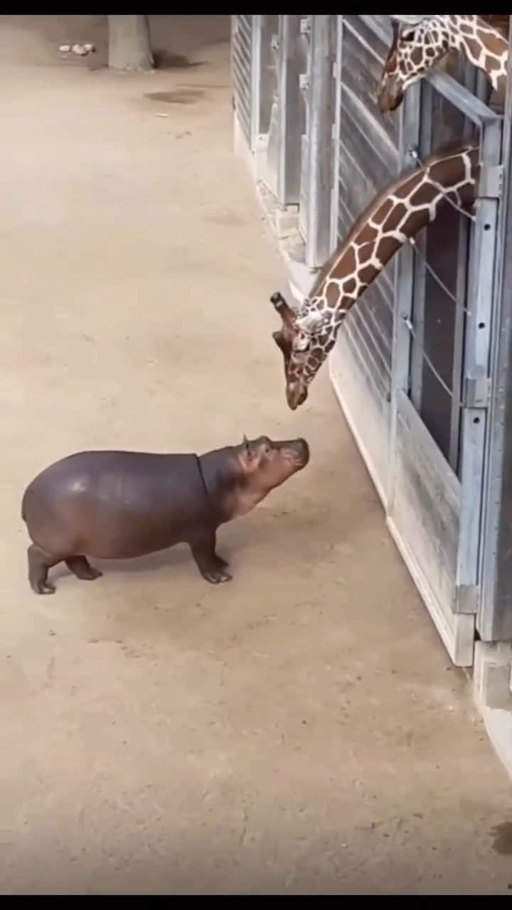 WildLifeのインスタグラム：「Babies interacting 😍😍 ▫️ Reposted from @hipposmob / 💽 Posted by: TikTok @ wildanimaal ▫️ #giraffecentre #giraffemanor #giraffefamily #giraffe #giraffes #giraffelover」