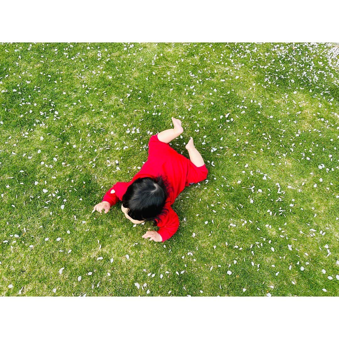 永末まゆさんのインスタグラム写真 - (永末まゆInstagram)「最高のお天気の週末🌞  子どもの手のひらや足の感覚を刺激するために芝生に連れて行きたかったのですが、やっと行けました☺️  桜が咲き乱れ、芝生に桜の花びらがいっぱい🌸なんとも美しい芝生デビューとなりました☺️  ・ ・ ・ #子どもとお出かけ #芝生デビュー #子どもと芝生 #お花見」4月1日 21時14分 - nagasuemayu