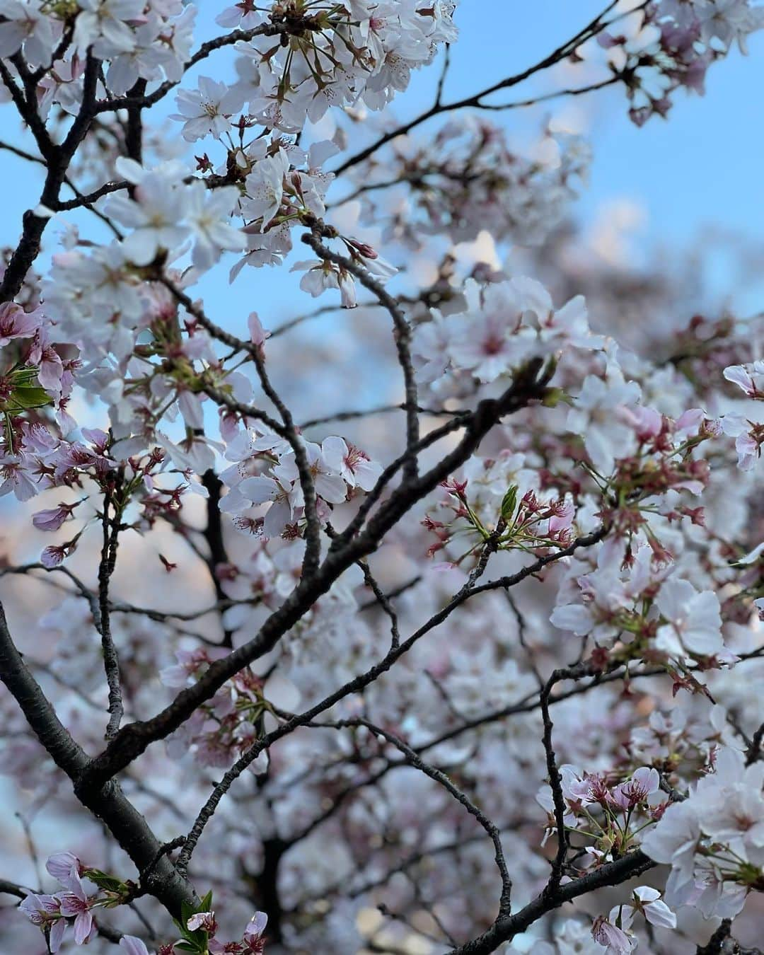 SAYAさんのインスタグラム写真 - (SAYAInstagram)「. . 中目黒川の桜見に行ってきた🌸 人の多さにびっくり笑 葉桜になってたけど桜並木綺麗で 桜堪能できました🫰💕 美味しそうな出店もいっぱいあったよ🤤 . . #中目黒 #中目黒川 #中目黒川沿い  #桜 #お花見 #桜並木 #桜並木道  #お散歩 #いちご #スパークリング #instagram #instgood #instadaily  #ootd #flowers #cherryblossom  #데일리 #좋아요 #셀카 #셀스타그램 #강아지 #인스타」4月1日 21時15分 - sayapi0110