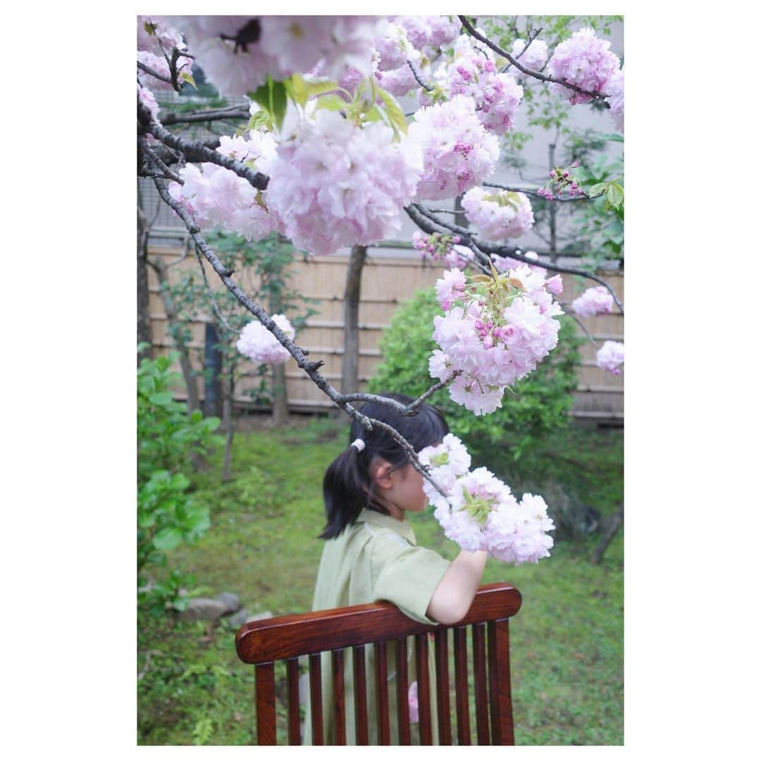 のインスタグラム：「* ぼんぼり桜に癒された午後  ここへ来ると娘は輪をかけて無邪気になるし、私はストンとこころ正される気がする  本当に好きなものって、自分の年齢やライフスタイルが変化をしても関係なしに好きなんだな𓂃𓂃  いつもありがとうございます🌸 @archi_gibbous   * #お花見　しながらの #archi2023aw」