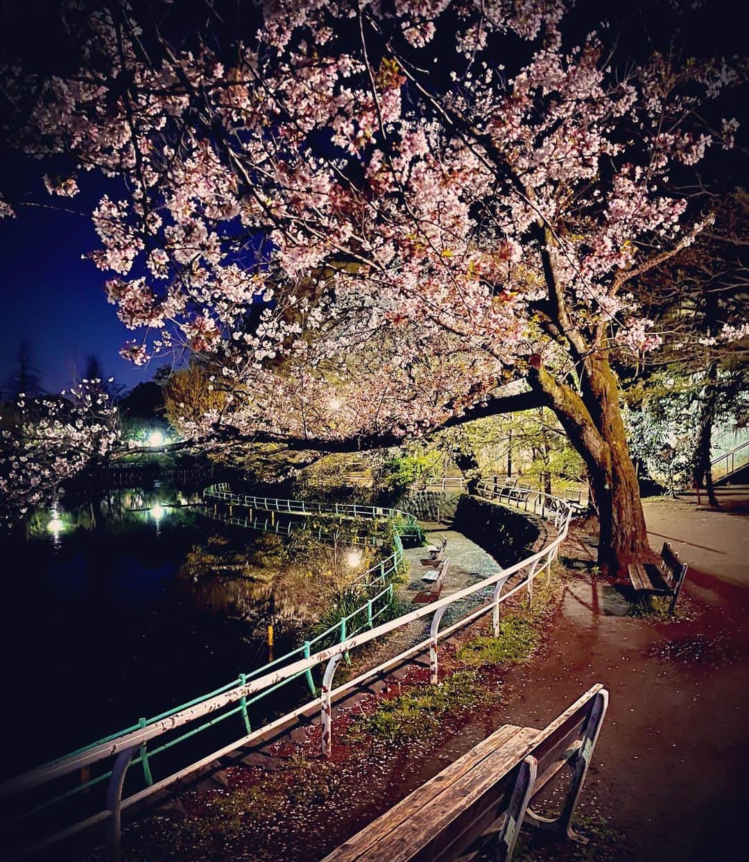 羽原信義さんのインスタグラム写真 - (羽原信義Instagram)「夜桜もイイですね。」4月1日 21時20分 - nobuyoshi_habara