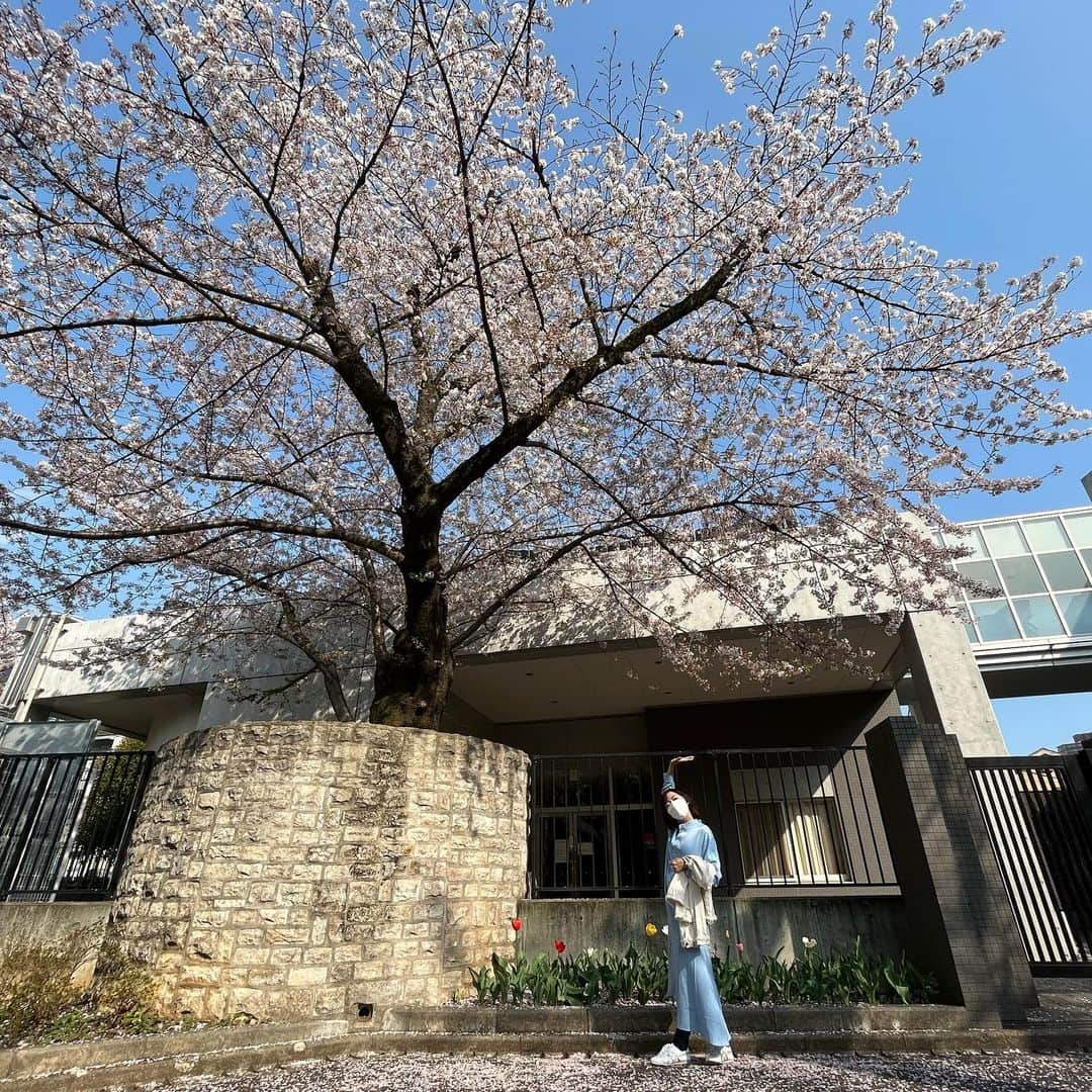 西原さおりさんのインスタグラム写真 - (西原さおりInstagram)「今週はお天気がイマイチだったり外に出る時間もなかったりで、桜の一番美しい頃を堪能できなかったんですよ… てことで、朔日参りがてら近所の桜を眺めてきました🌸  昨日まで肌寒かった東京も、今日は本格的に暖かくなって良かったー😊  #桜 #花園神社 #散歩  #西原さおり」4月1日 21時29分 - saolio