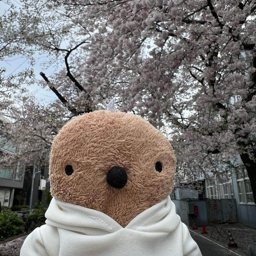 江口ともみさんのインスタグラム写真 - (江口ともみInstagram)「なんだかんだで、今年の桜は長く楽しめたね🌸🌸🌸🌸🌸  家の近くにも桜の木があるからさぁ。。。これから毎日掃除が大変なんだよね。。。キリないんだけどね💦  #fumofumosan #フモフモさん #もぐたろう #桜#さくら🌸 #もう4月」4月1日 21時41分 - tomomin.eguchi