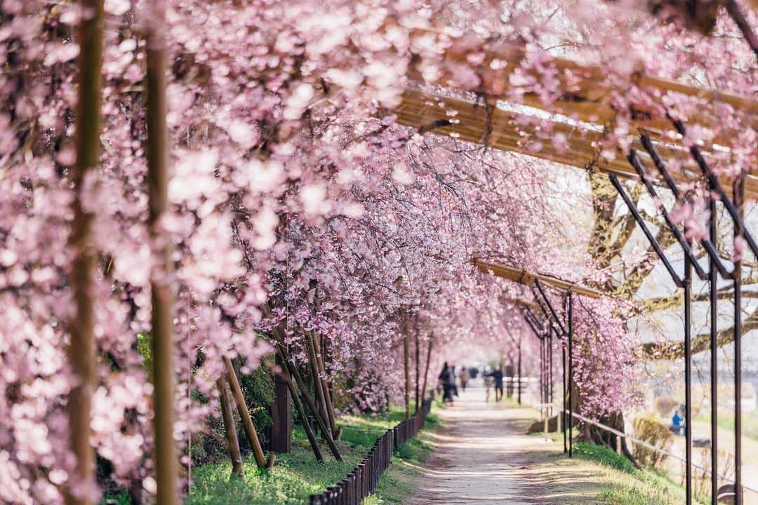 京都いいとこフォトさんのインスタグラム写真 - (京都いいとこフォトInstagram)「. 八重紅枝垂桜が咲き誇る半木の道。 満開までもう少しでしたが、 多くの方が行き交い、散策を楽しんでおられました。 . Cherry blossoms are blooming beautifully on the road of Nakaragi. It was a little while before it was in full bloom, Many people came and went, enjoying a walk. . Date : 2023.3.29 Location : #半木の道 Photo : @kohei713 .」4月1日 21時47分 - kyoto_iitoko