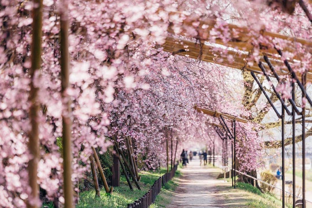 京都いいとこフォトのインスタグラム：「. 八重紅枝垂桜が咲き誇る半木の道。 満開までもう少しでしたが、 多くの方が行き交い、散策を楽しんでおられました。 . Cherry blossoms are blooming beautifully on the road of Nakaragi. It was a little while before it was in full bloom, Many people came and went, enjoying a walk. . Date : 2023.3.29 Location : #半木の道 Photo : @kohei713 .」