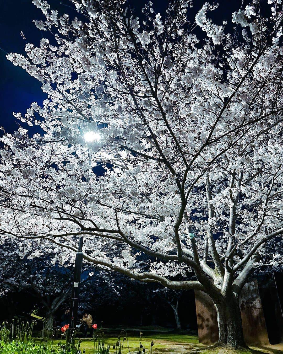 元木行哉さんのインスタグラム写真 - (元木行哉Instagram)「⁡ 今年は、宇部市ときわ公園の桜をお届けします！ コラム『元木行哉の高い所は苦手です』を更新しました。 よかったら、KビジョンFacebookでお楽しみください👀 ⁡ #sakura2023  #桜  #山口県  #ときわ公園  #宇部市  #photography  #元木行哉  #綺麗  #花は咲く」4月1日 21時48分 - ikuya_motoki