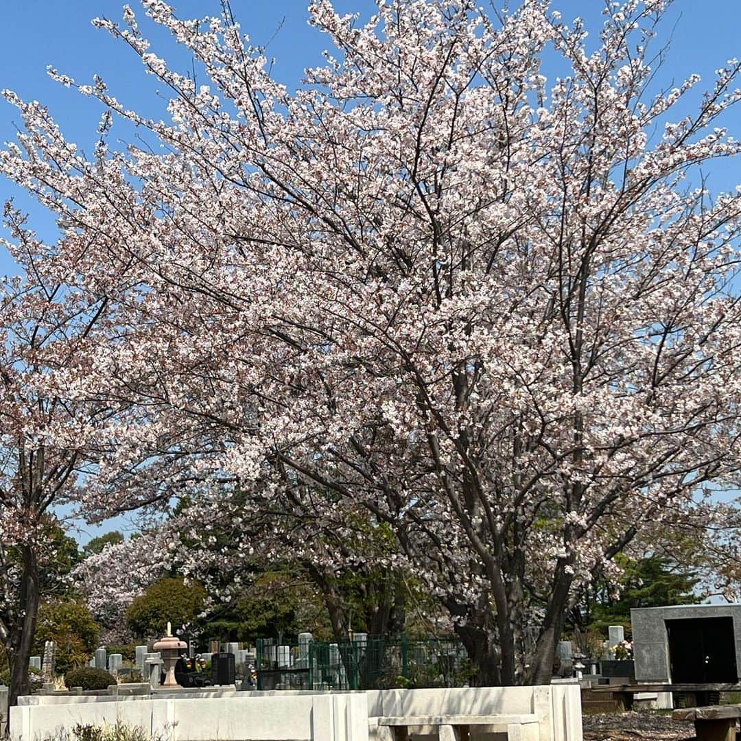 岩崎宏美さんのインスタグラム写真 - (岩崎宏美Instagram)「今朝は1人ドライブで、八柱霊園へ❗️ 2日前は父の命日で、来週は、おばあちゃん、そして来月は愛犬ライス君。 お仏壇は私の自宅にあるので、毎日過去帳をめくりながら過ごしています。  八柱霊園の満開の桜、風に舞う桜の花びら、本当に綺麗でした。」4月1日 22時06分 - hiromiiwasaki_official