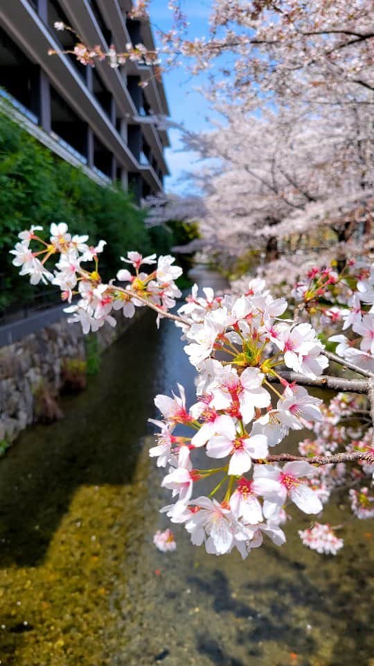 古村勇人のインスタグラム：「今日から新年度がスタート！ 桜の開花は花冷え続きでしたが、ようやくお天気にも恵まれ、皆さんそれぞれの思いで満開の桜を楽しまれていることと思います。  僕も今年は幸運にも大好きな京都で迎えることができました。  仕事終わりには人混みを避けて、ゆるりと木屋町へ。京情緒溢れる桜並木と高瀬川の静けさに心癒されるひと時。  桜満開、春爛漫！夢の蕾もいつか咲き誇りますように。  #新年度 #スタート #桜 #櫻 #さくら #サクラ #sakura #開花 #花冷え #天気 #幸運 #京都 #仕事 #人混み #ゆるり #木屋町 #木屋町通り #京情緒 #京 #情緒 #桜並木 #高瀬川 #静けさ #心癒される #桜満開 #春爛漫 #夢の蕾 #夢 #蕾 #春の京都」