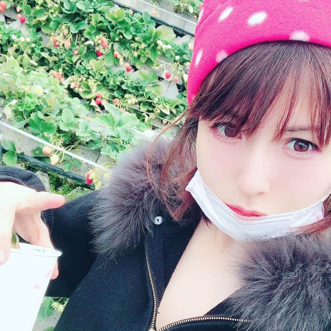 愛葉るびさんのインスタグラム写真 - (愛葉るびInstagram)「#石垣いちご は初めてでした♡ 石垣いちご発祥の地！  #常吉いちご園   ゲーム芸人フジタさん久しぶり✨ ミラクルひかるちゃん超超久しぶり✨ ランディーさんも結構久しぶり✨ のんちゃん、まろちゃん、むぅちゃんもお久しぶり✨  別日だけど絵音ちゃんも超久しぶり✨✨✨ 有村昆さんのパイレーツ・オブ・パロディアンで共演してから月日が流れた😂懐。  別日一緒だった小泉千秋ちゃん今度主催ライブ参加❤︎よろしくです✨  いちごショート君🍓大きくなったね。  肝心のいちご姫も会うのは久しぶりなんだけどクラブハウスで一緒にダイエットしたり何やかんや連絡取ってるのであんまり久しぶり🍓！って感じでは無い不思議。   #いちご狩り  #いちご姫   #キャラの濃い人  #キャラの濃い人大集合」4月1日 22時00分 - aibarubyruby