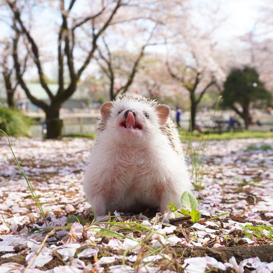RONのインスタグラム：「🌸お花見なので宴会芸の変顔を披露するレイ🤪  #hedgehog #ハリネズミ #お花見」